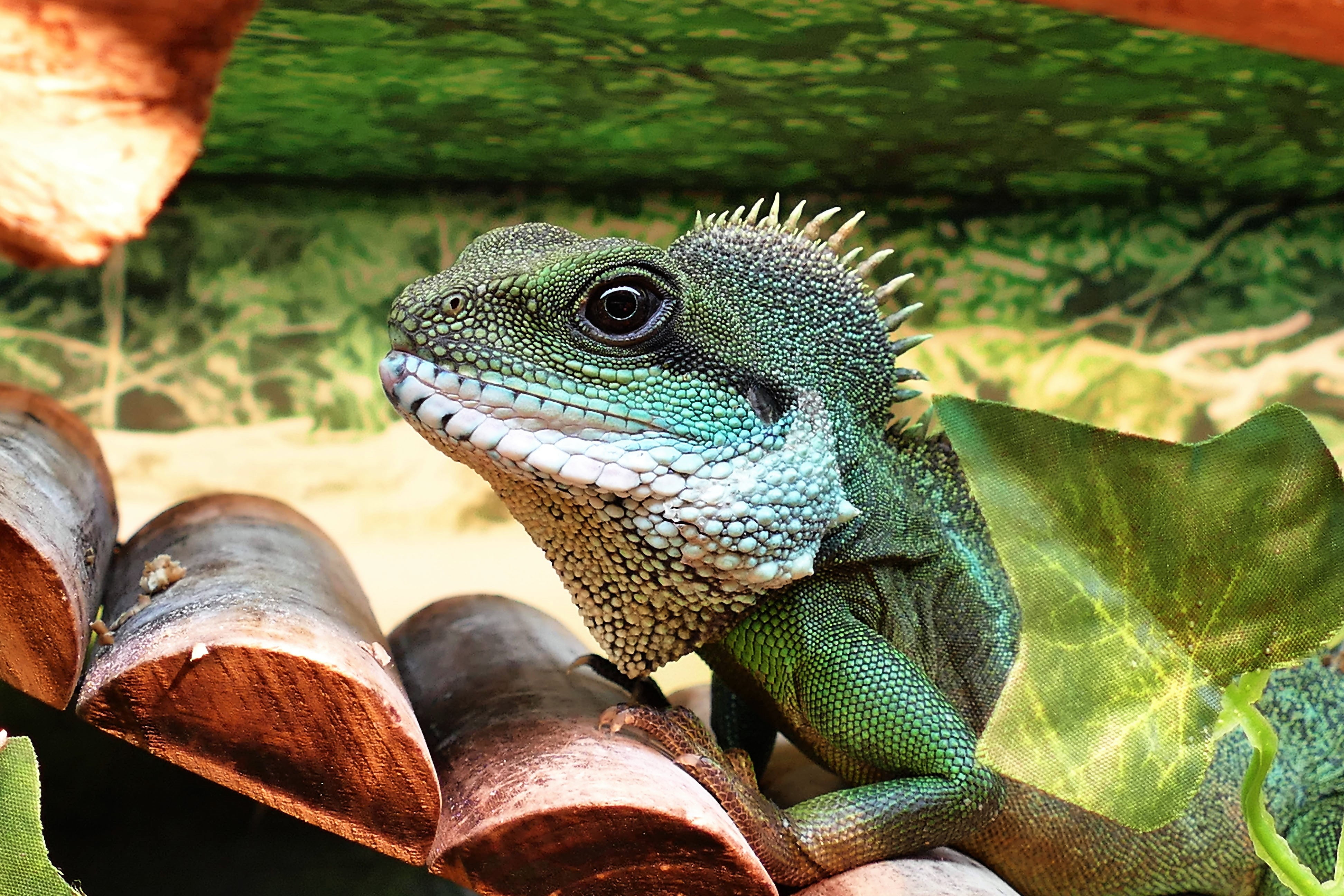 Green iguana, Lizard, Reptile, Color HD wallpaper | Wallpaper Flare