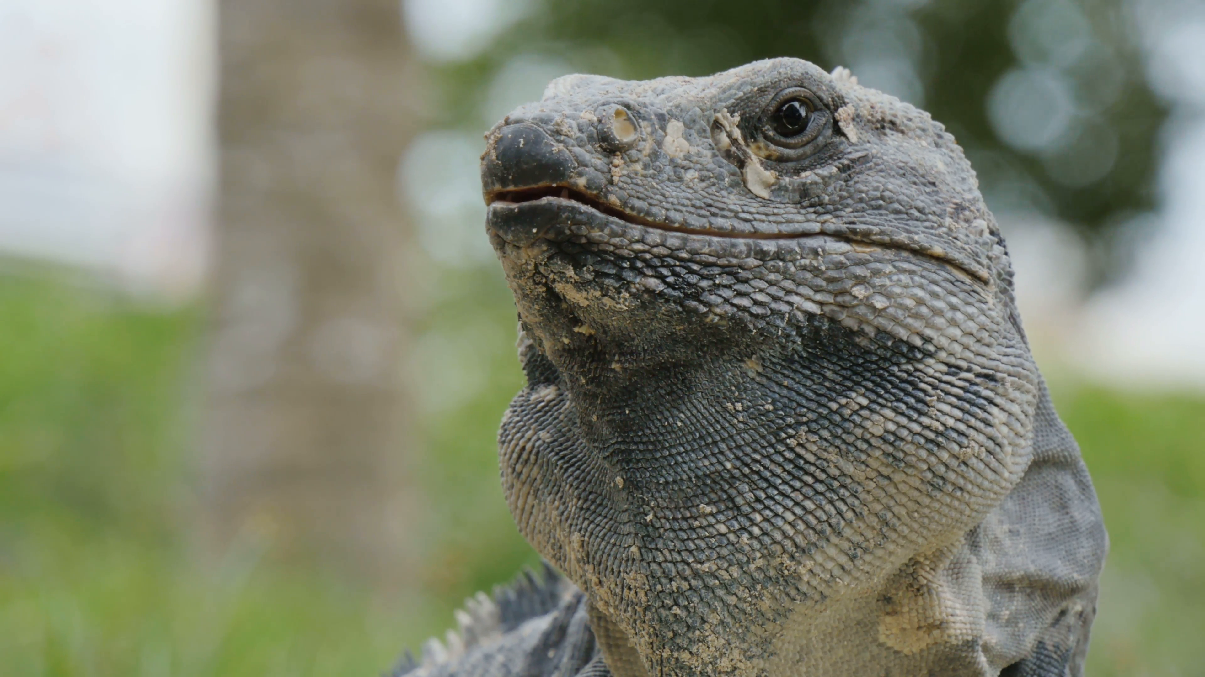 mexican iguana lizard spinytail closeup Stock Video Footage ...