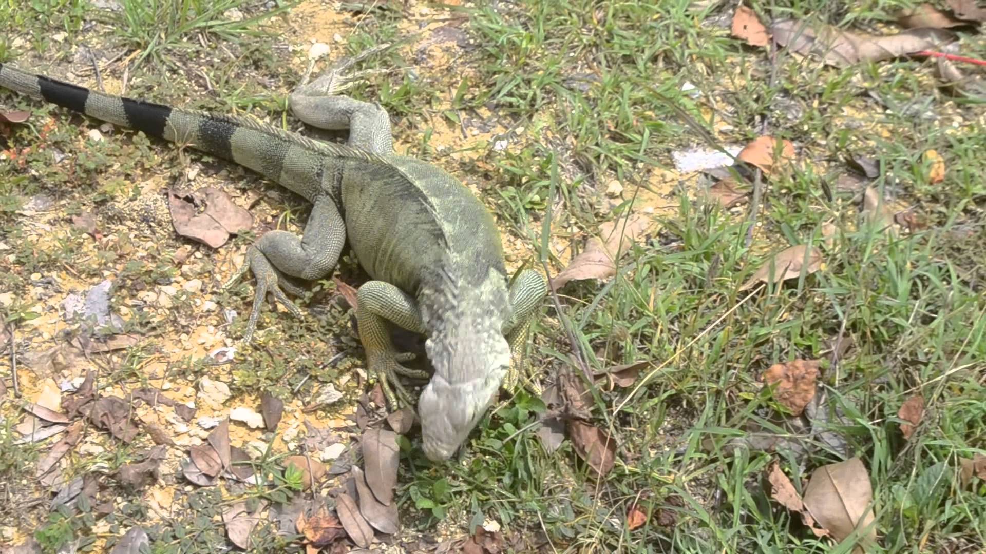 Iguana Lizard - Puerto Rico - YouTube
