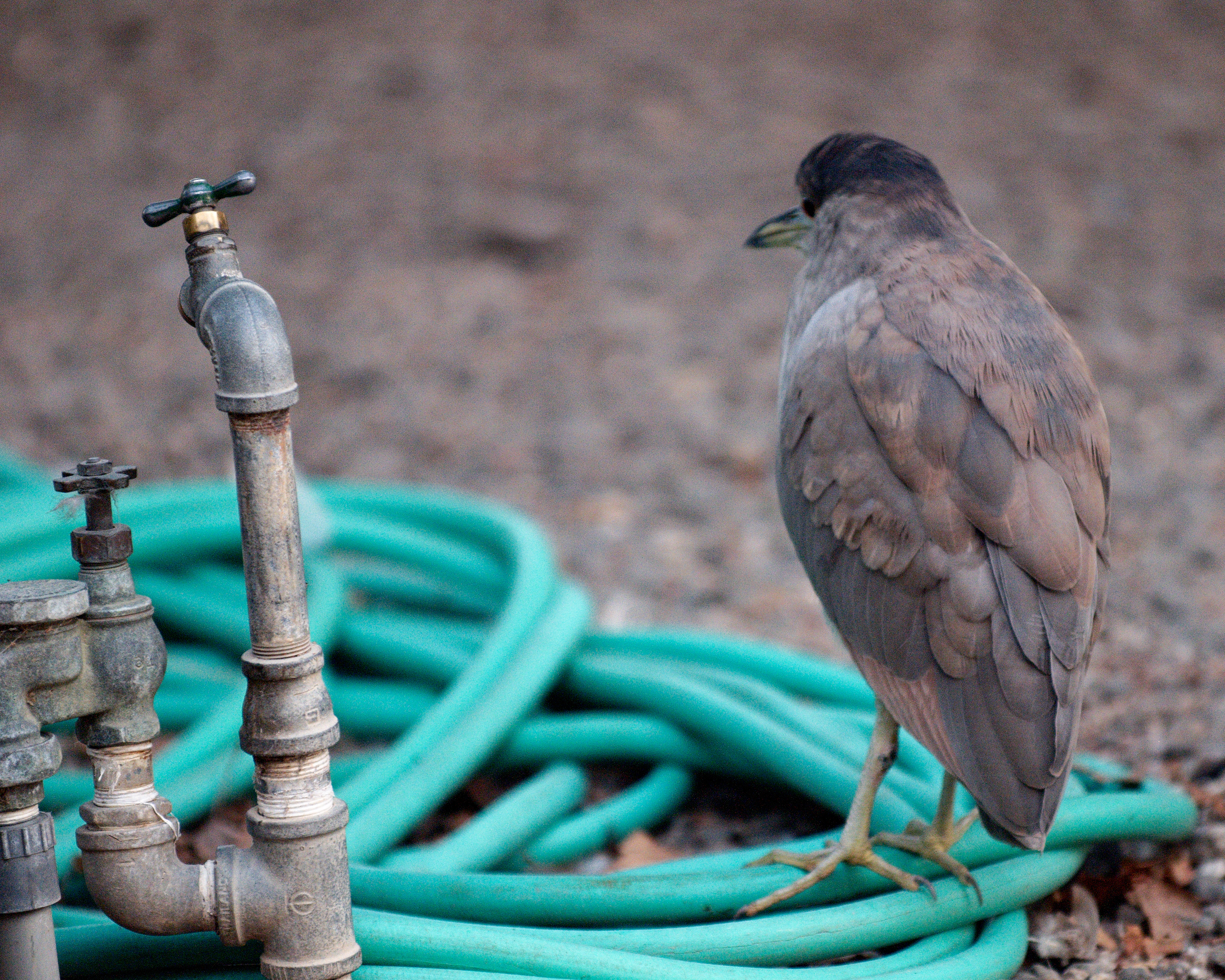 Immature black-crowned night heron with green water hose photo