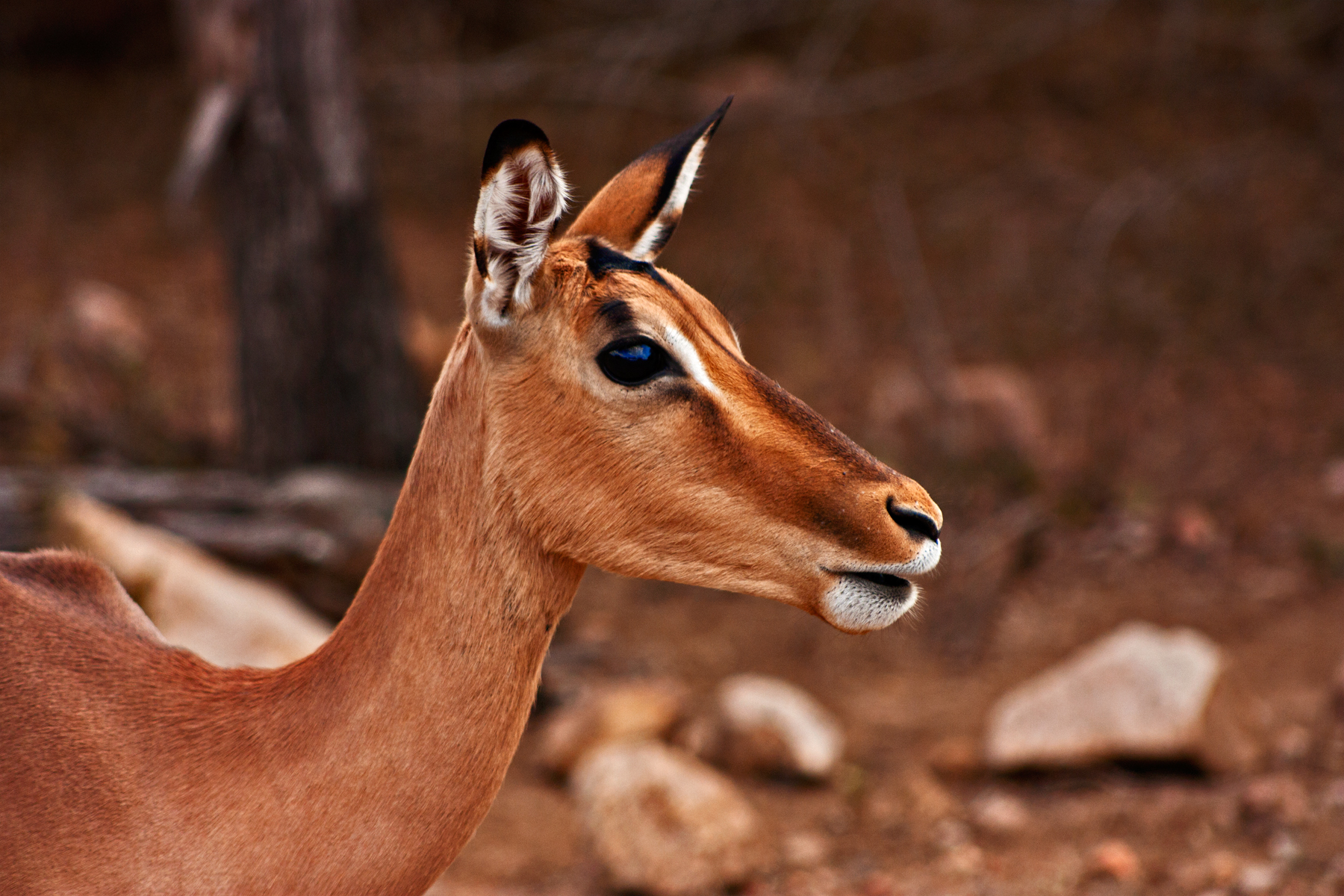 Impala female photo