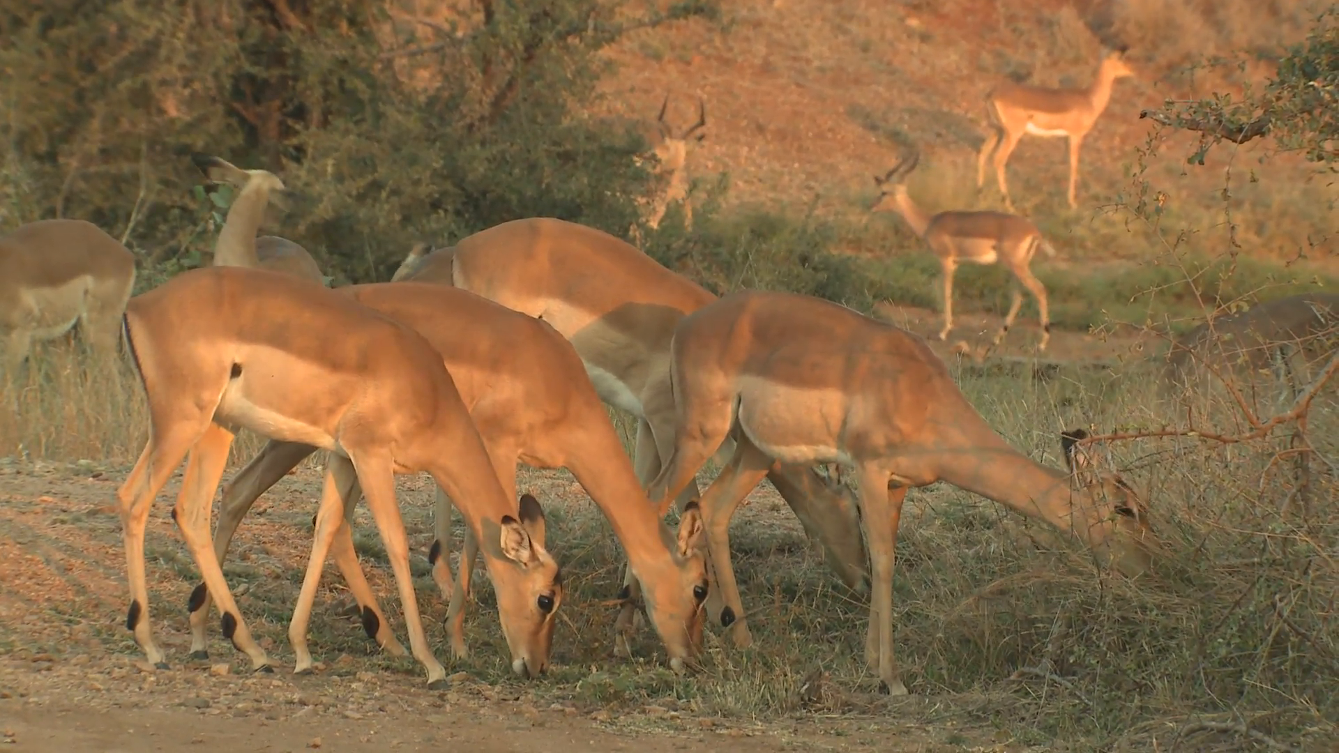 Impala Doe Herd Feeding Winter Dusk Stock Video Footage - VideoBlocks