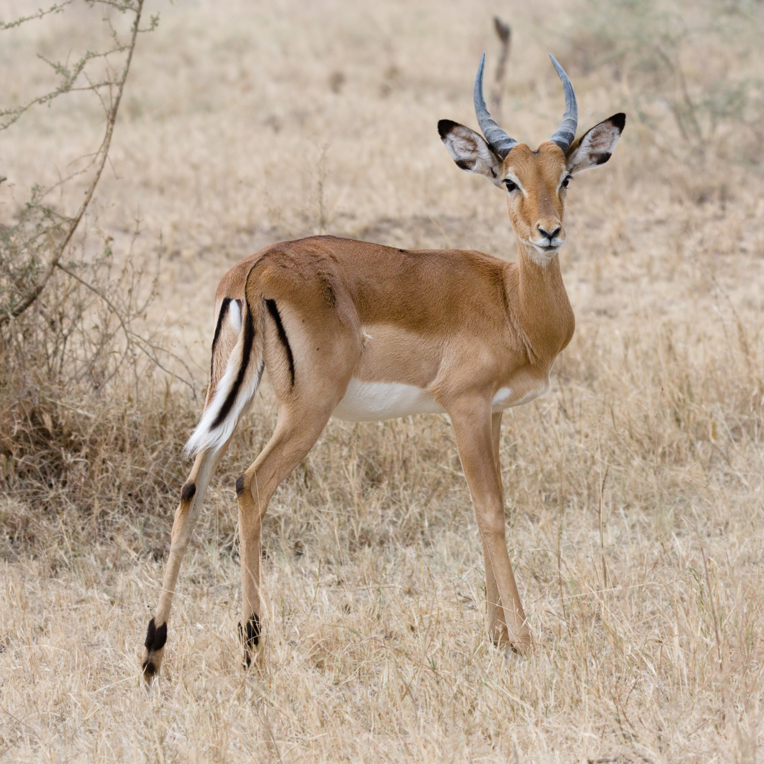 Impalas photo