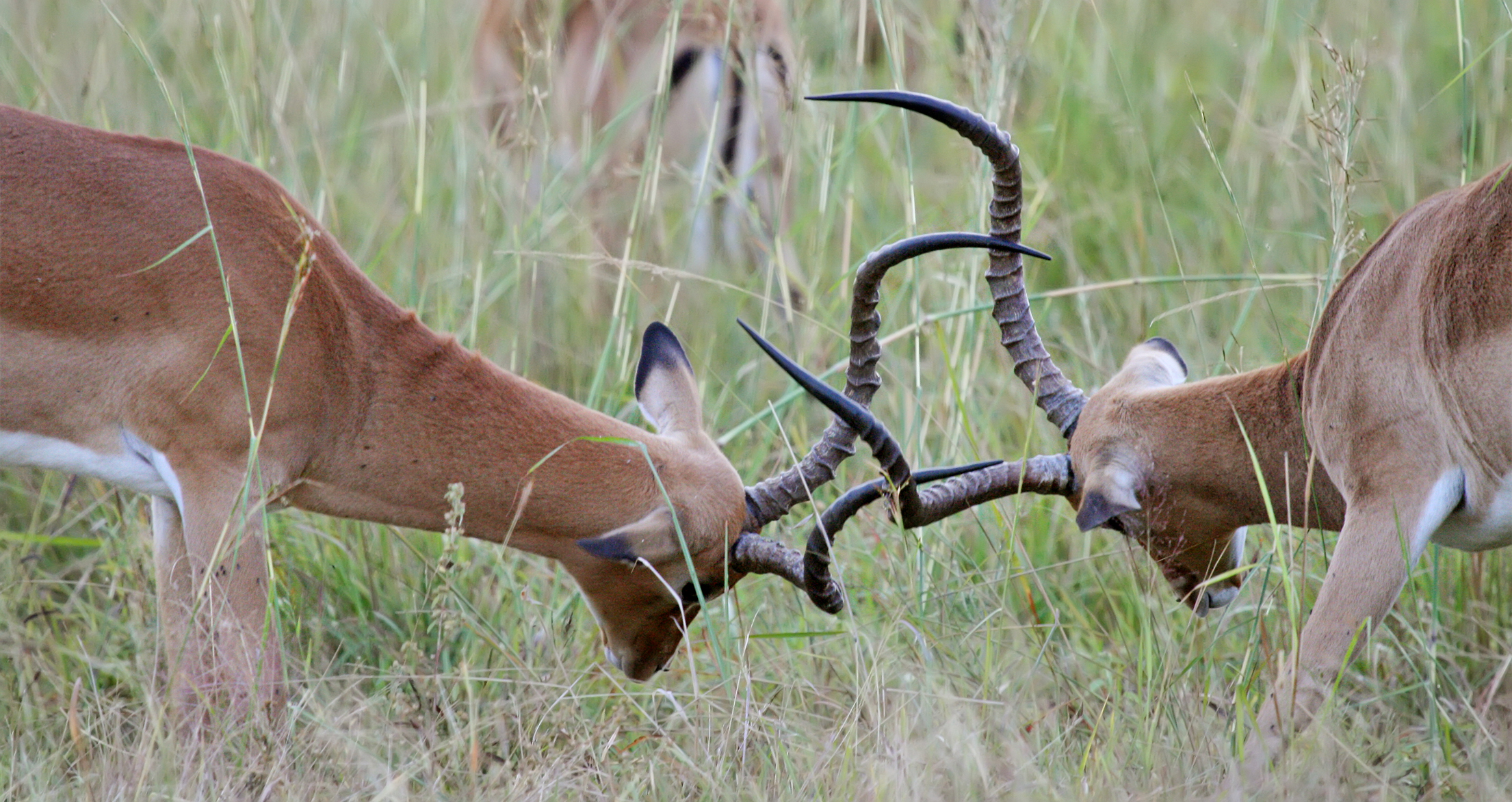 File:Fighting impalas edit2.jpg - Wikipedia