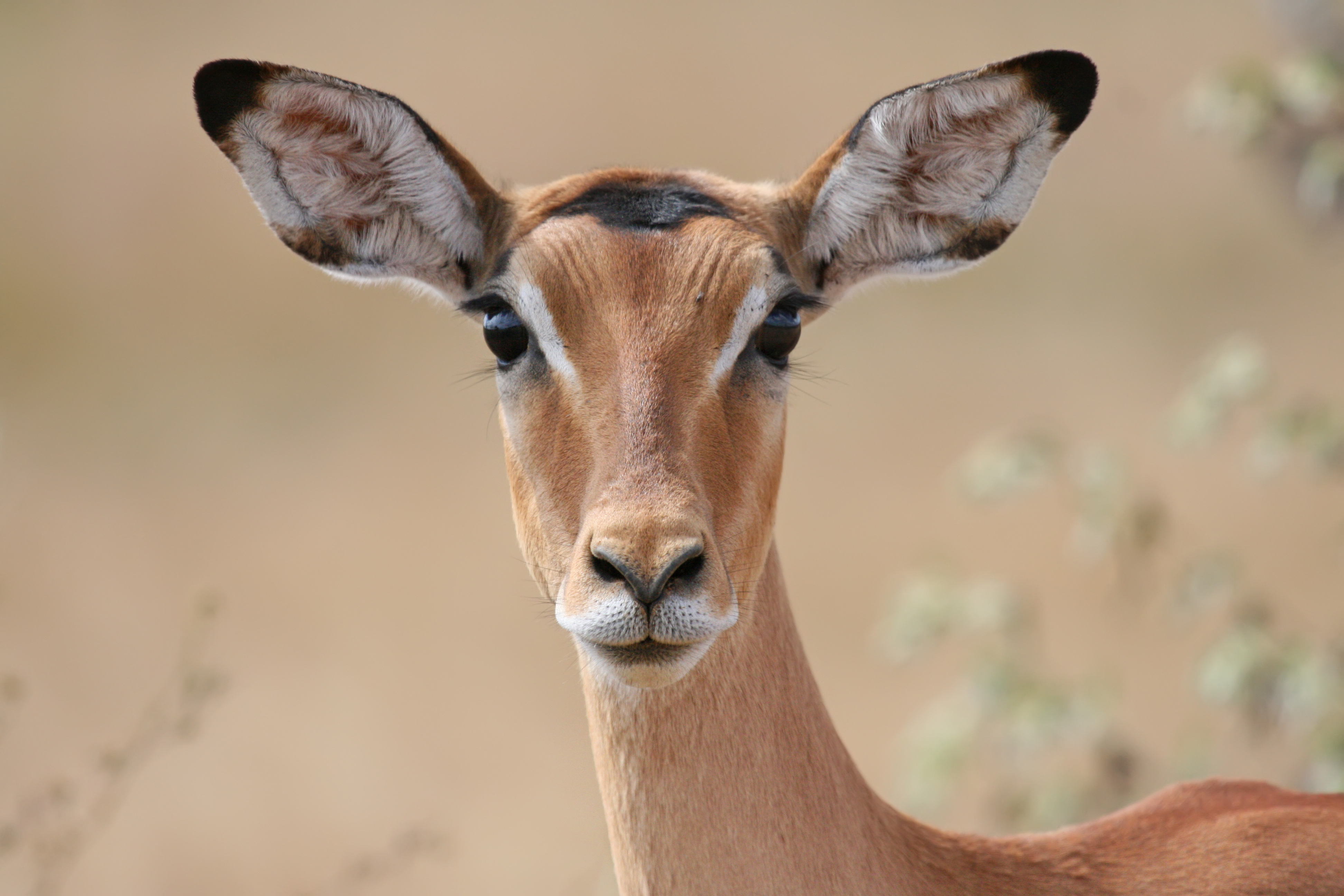 File:Female impala headshot.jpg - Wikimedia Commons