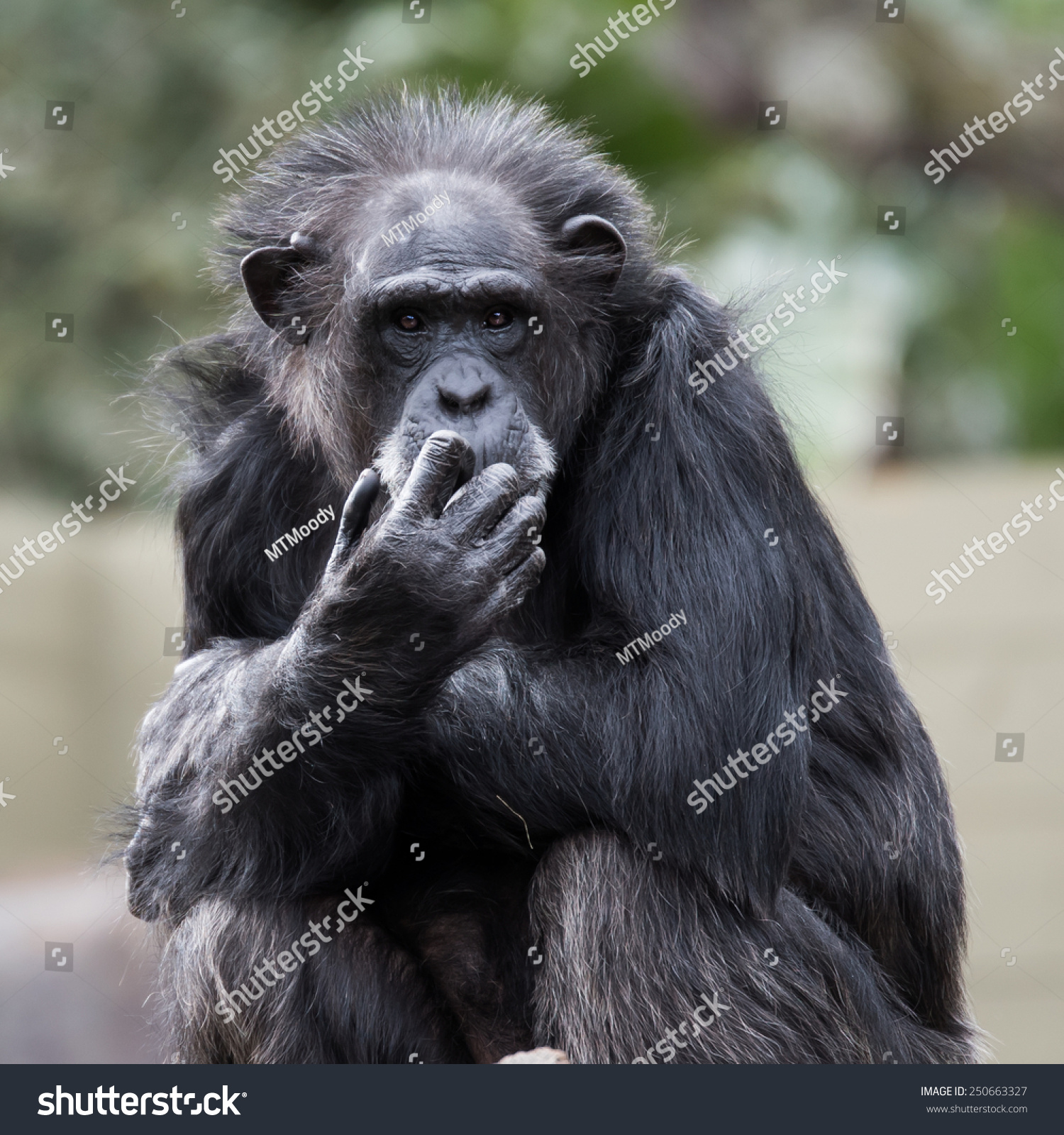 Ape Deep Thought Stock Photo (Royalty Free) 250663327 - Shutterstock