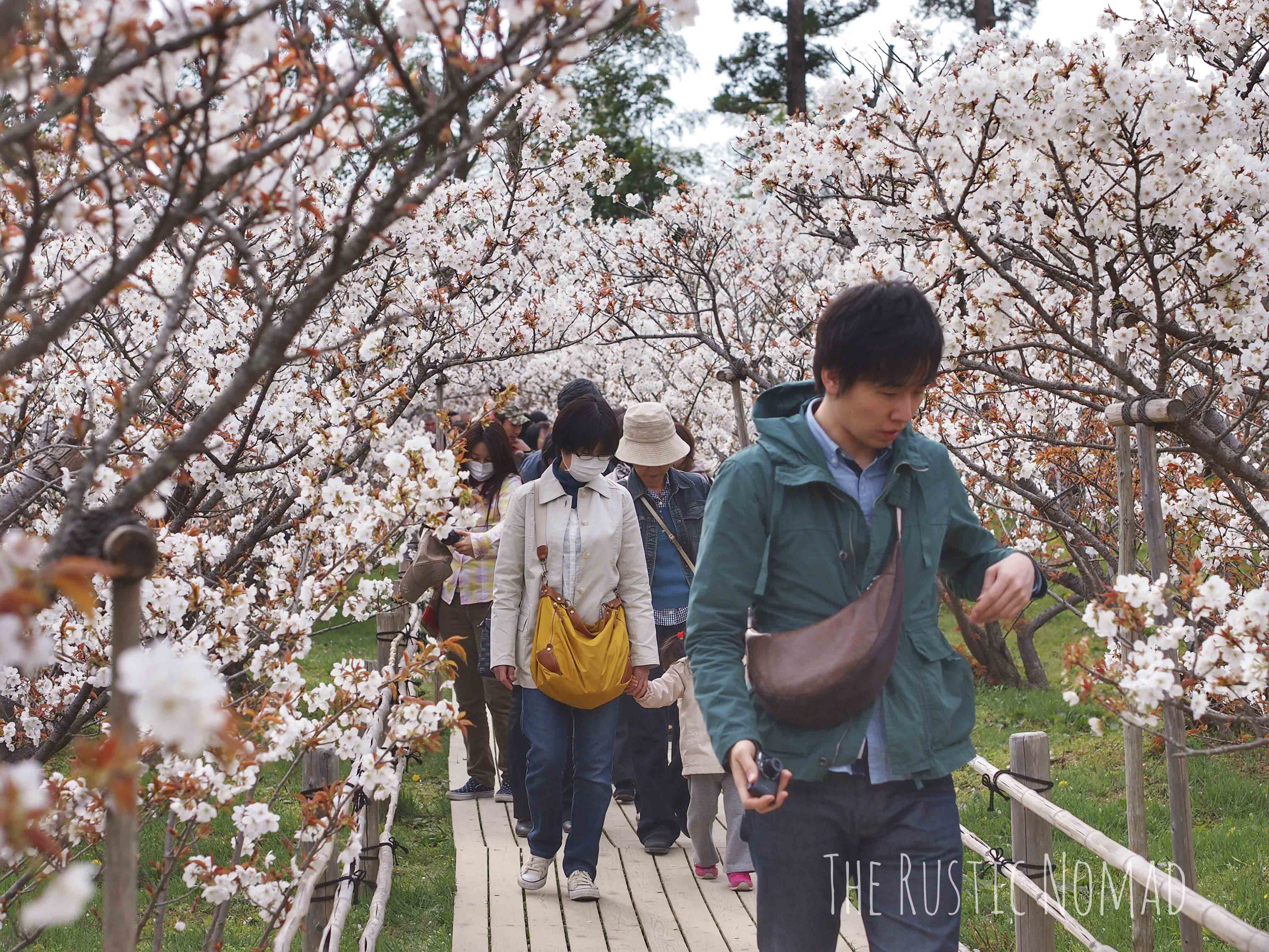 Cherry Blossoms in Japan - How to Plan Your Viewing Trip