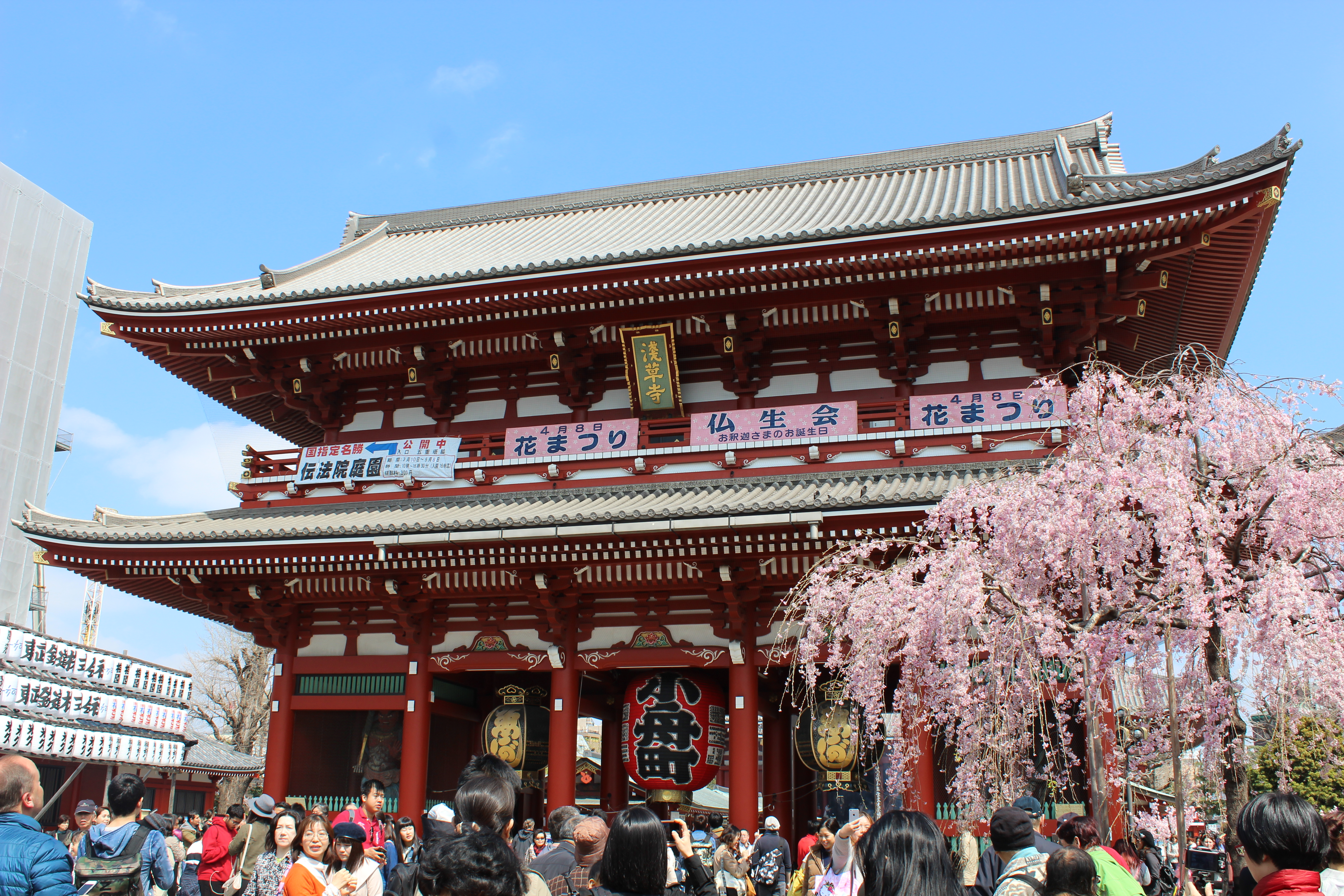A Short Guide to Experiencing Cherry Blossoms in Japan -