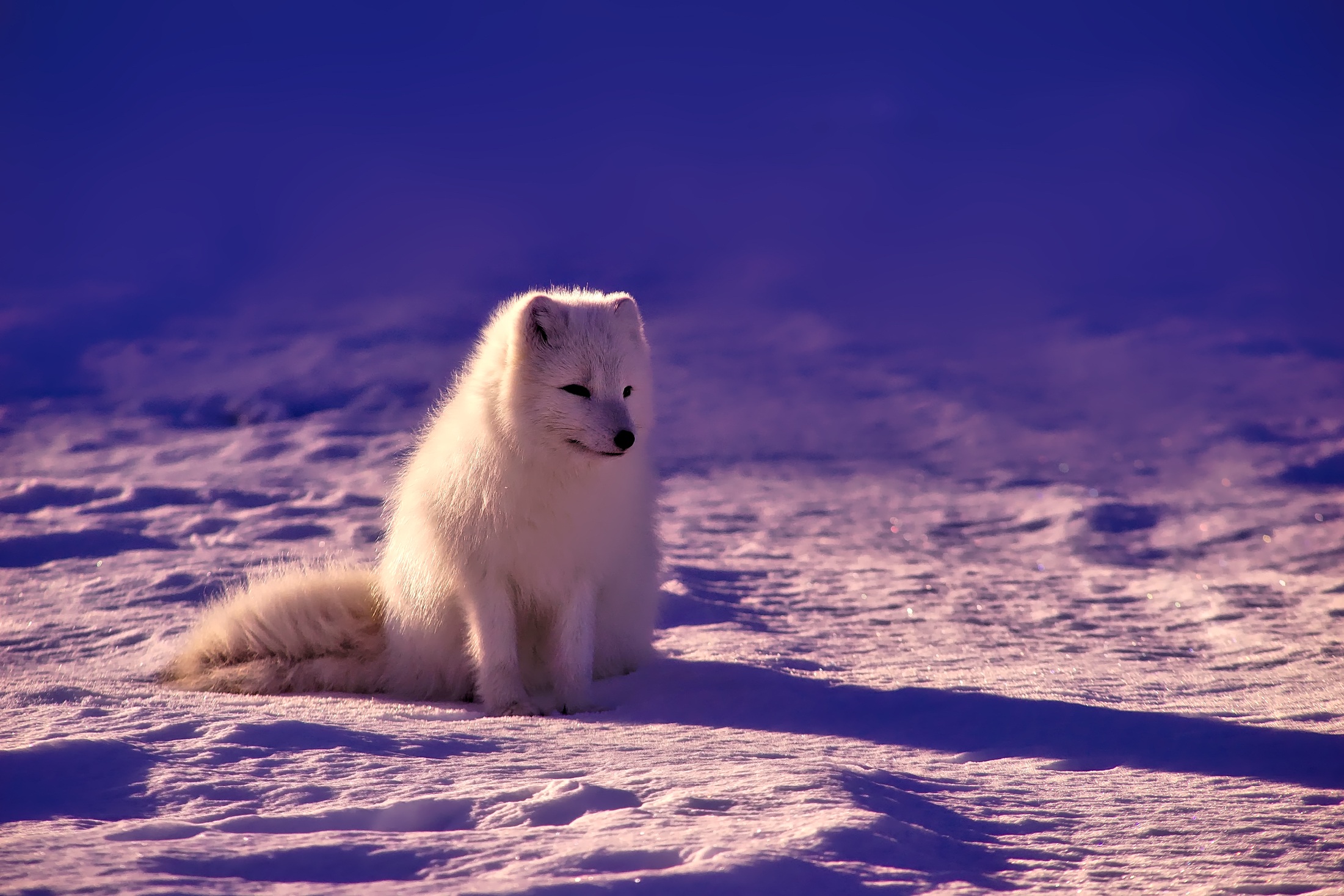 In norway - white dog photo