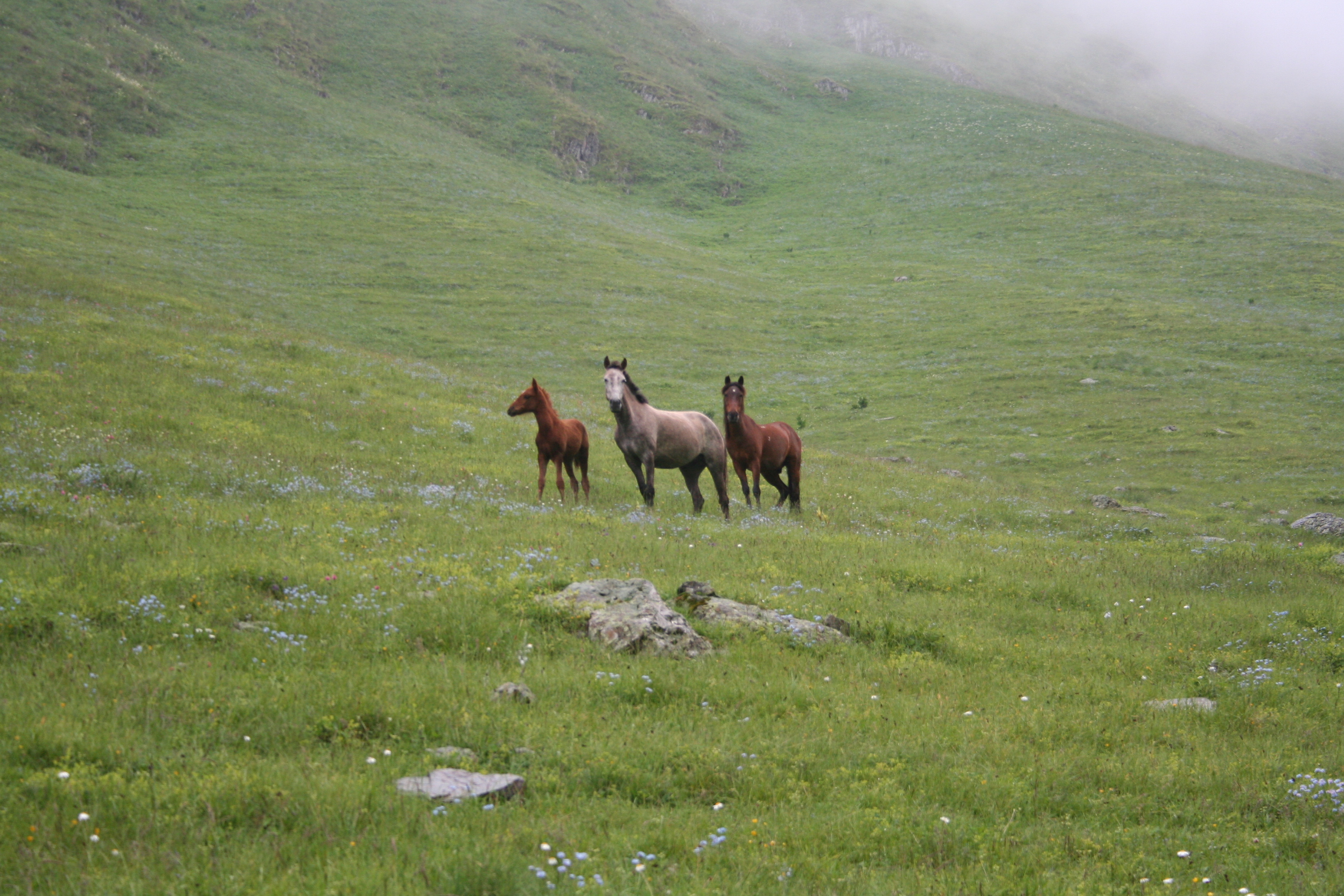 File:Horses in the field (1).jpg - Wikimedia Commons