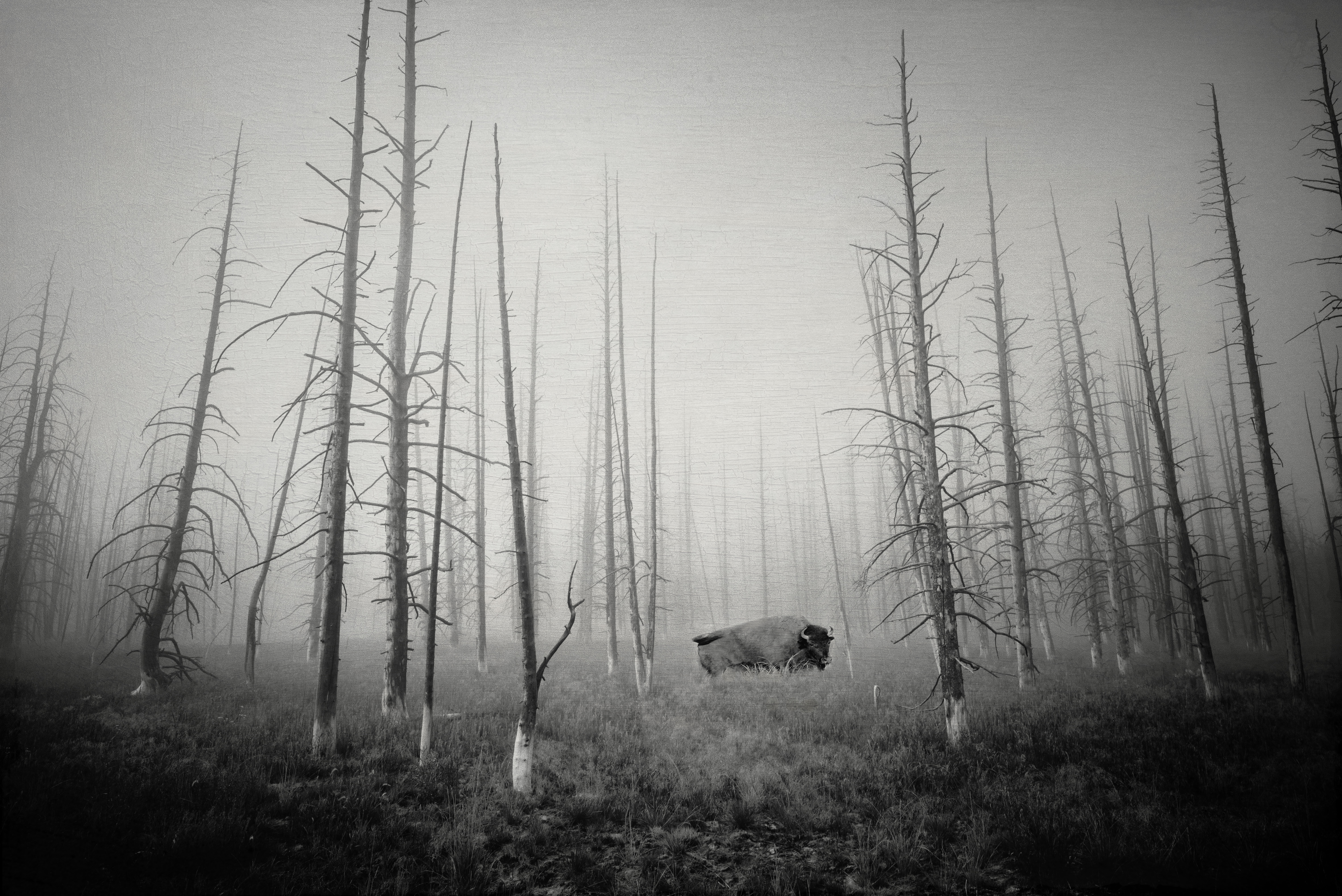 Buffalo in the Fog (Composite) – Matt Shiffler Photography
