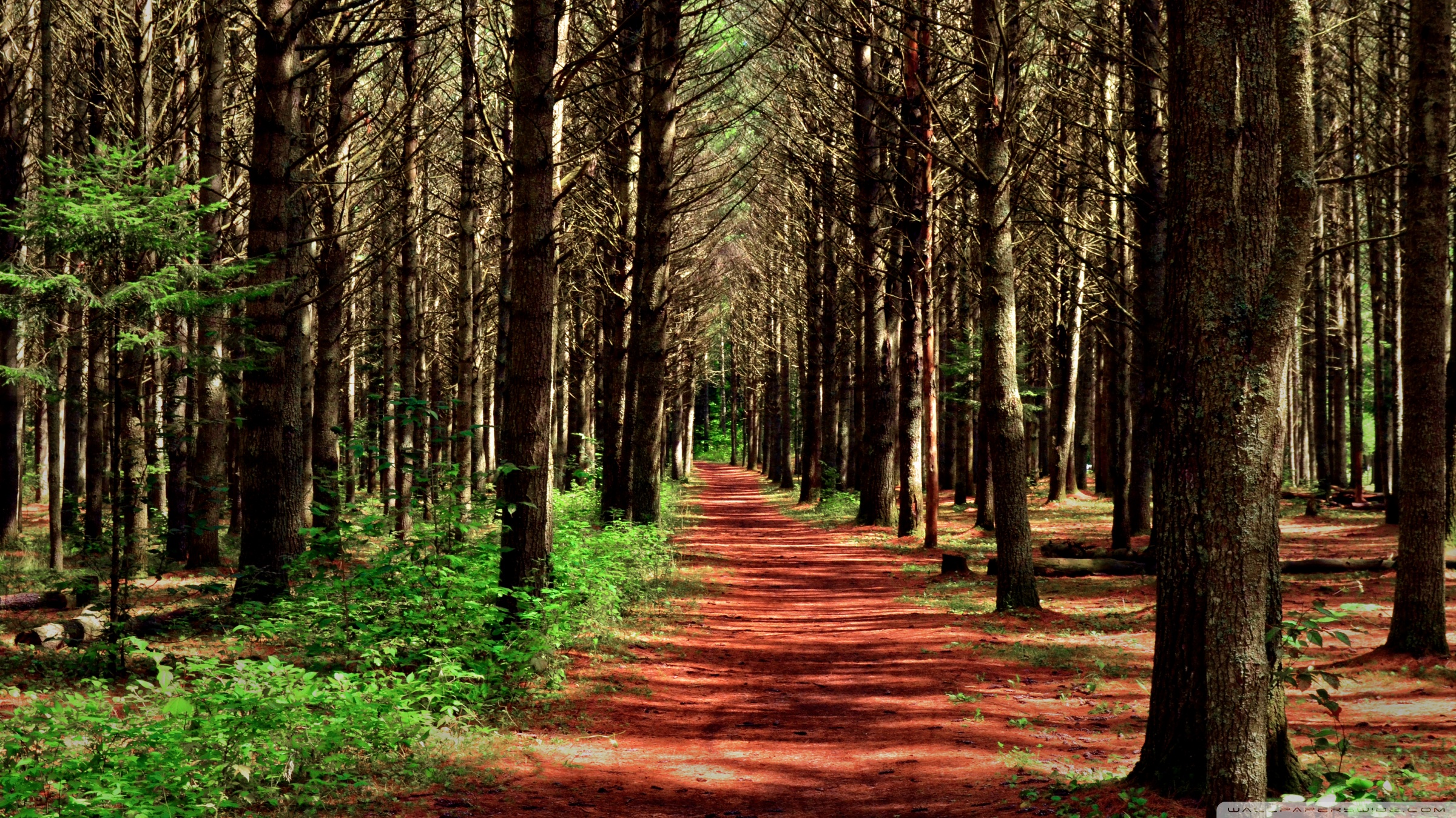 Path in the Forest ❤ 4K HD Desktop Wallpaper for 4K Ultra HD TV ...