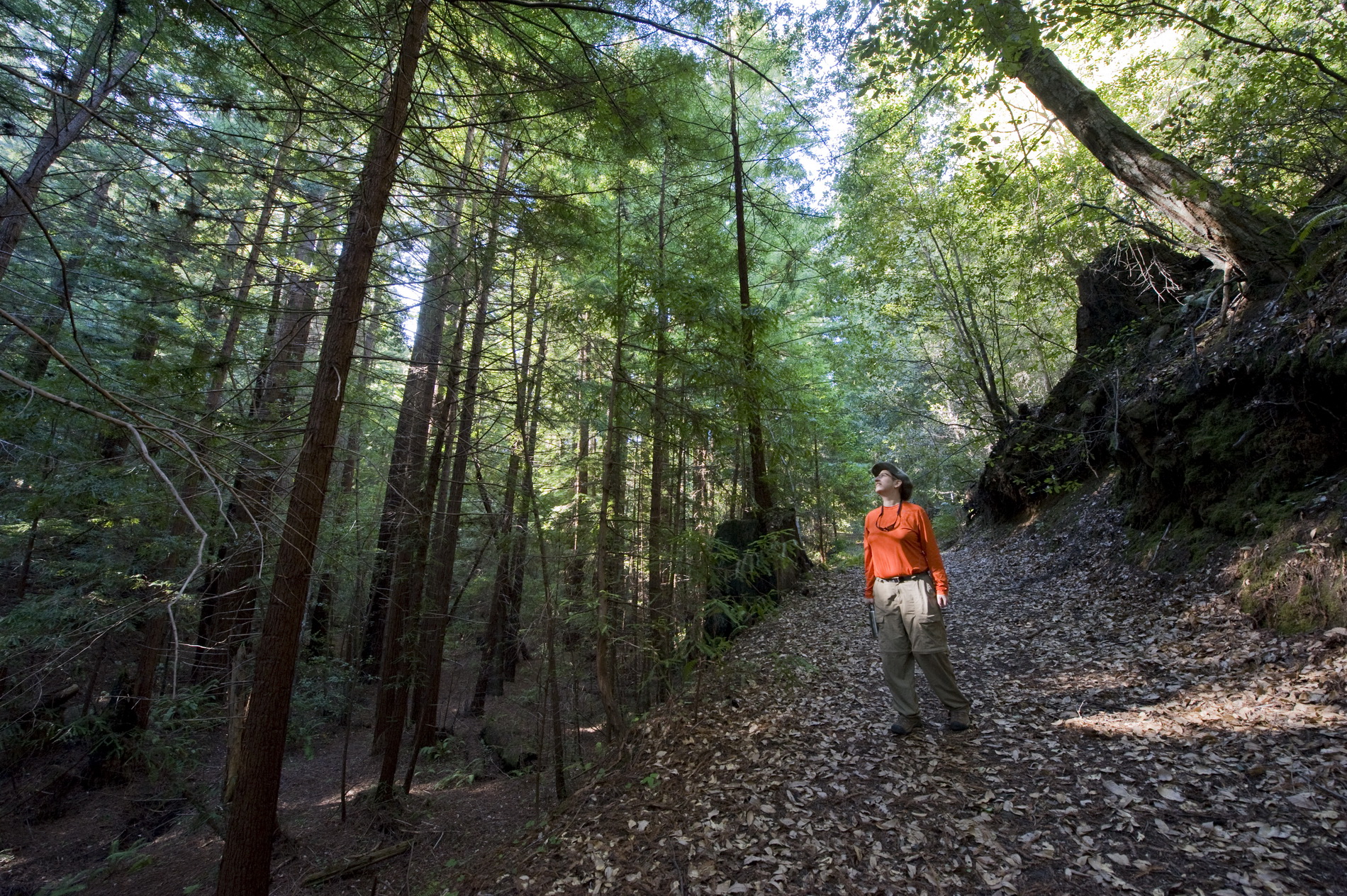 How Not to Get Lost in the Forest | Save the Redwoods League