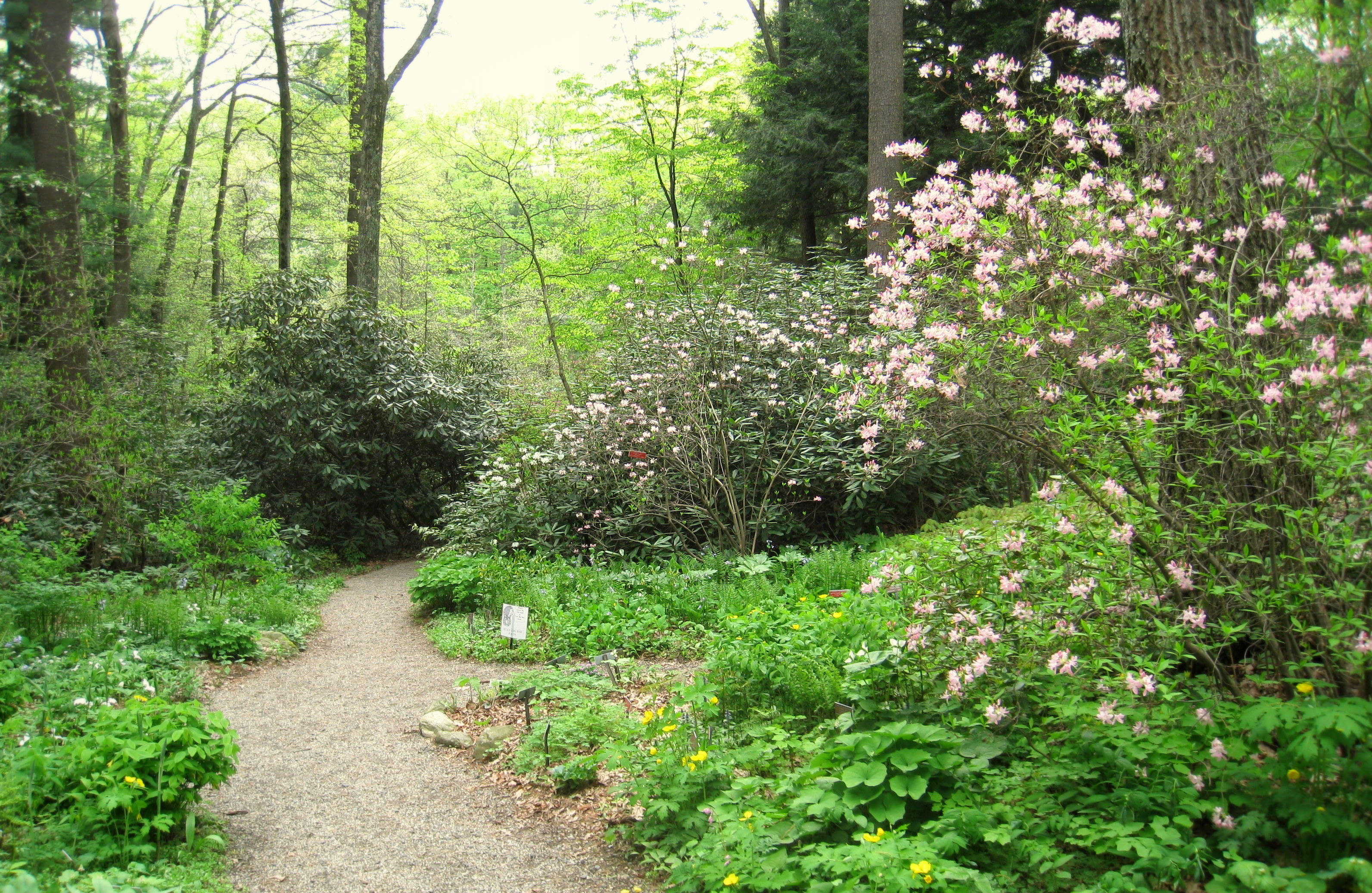 File:Garden in the Woods - IMG 2462.JPG - Wikimedia Commons