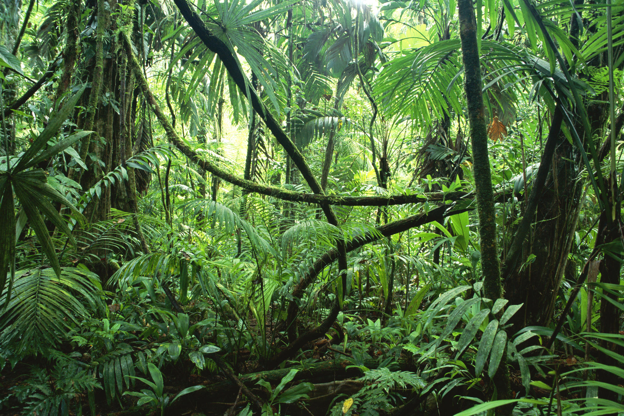 Jungle photo
