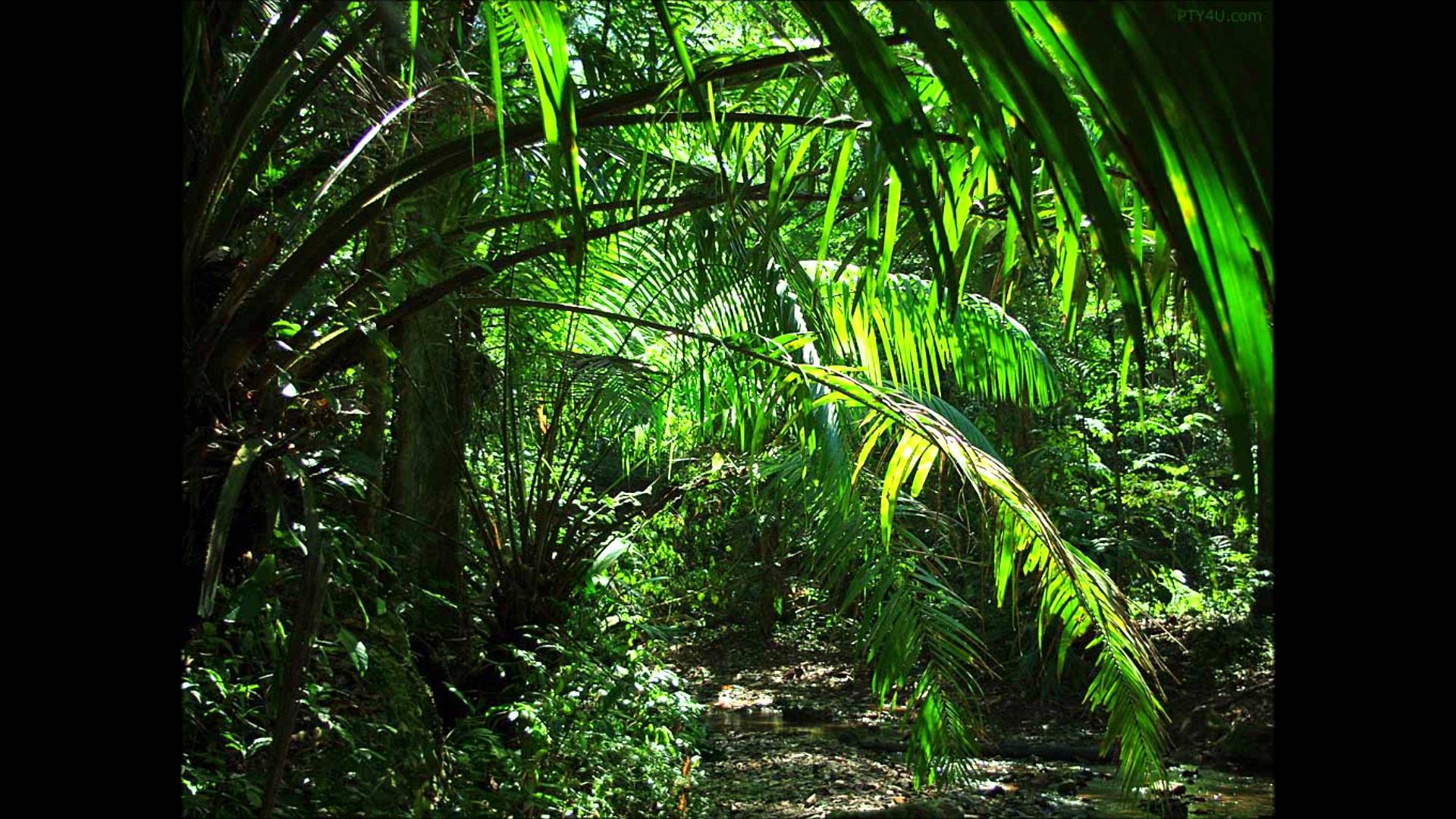 Тропический лес для кухни