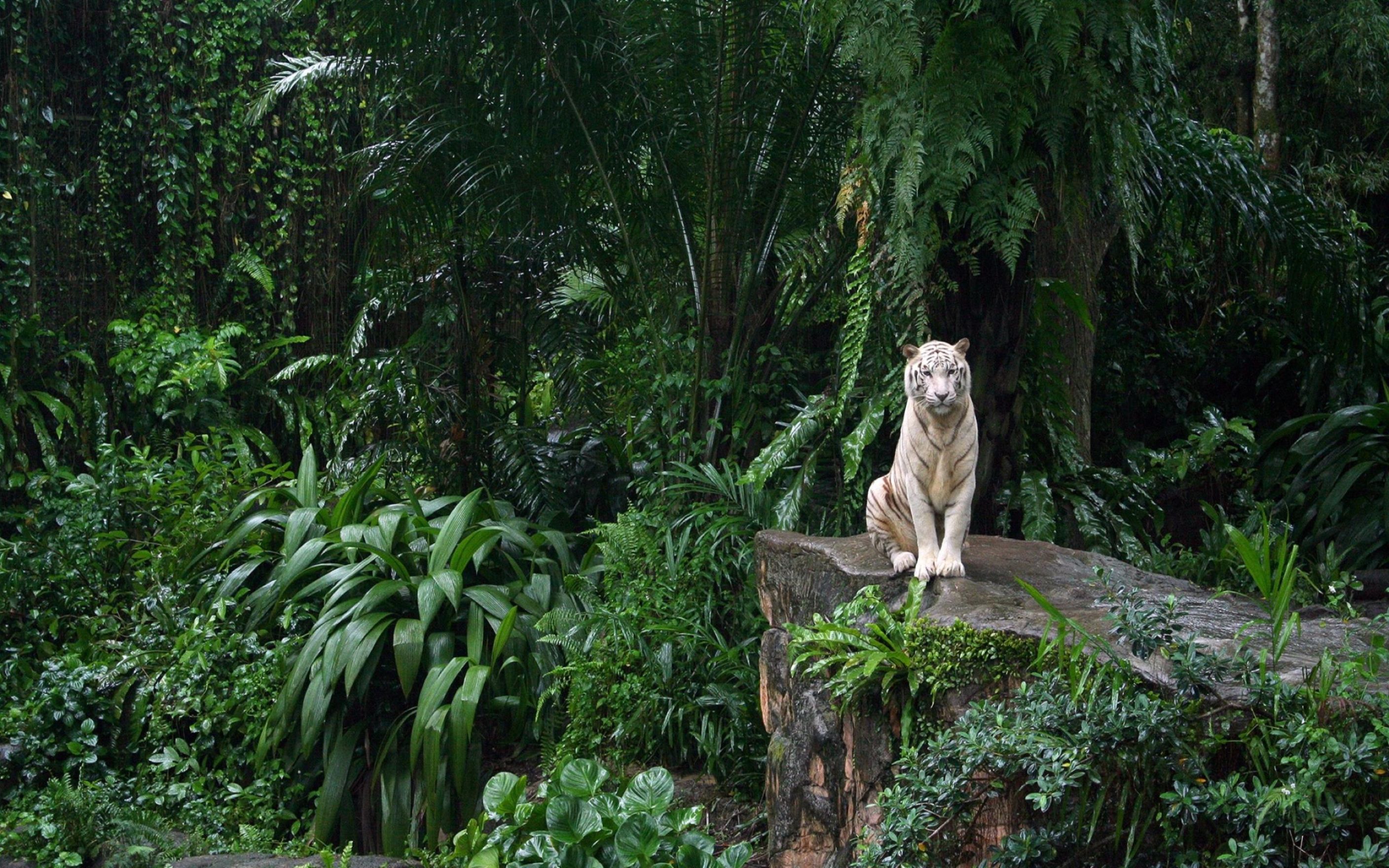 White Tiger In The Jungle Wallpaper: Desktop HD Wallpaper - Download ...