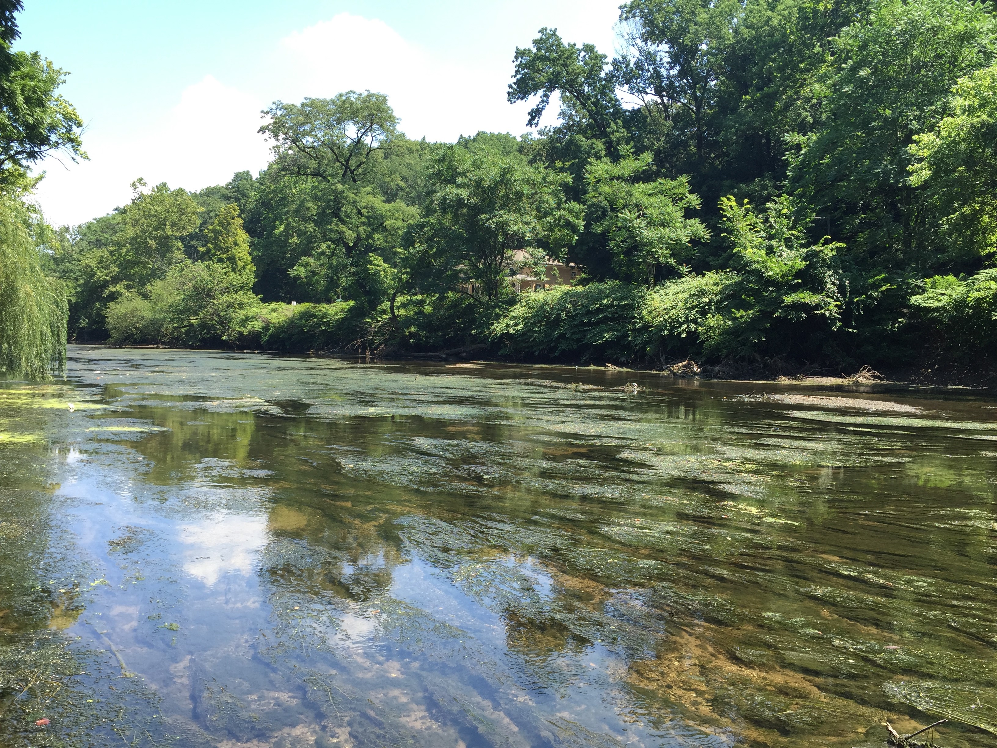What's Green and Growing in the River? | The EPA Blog