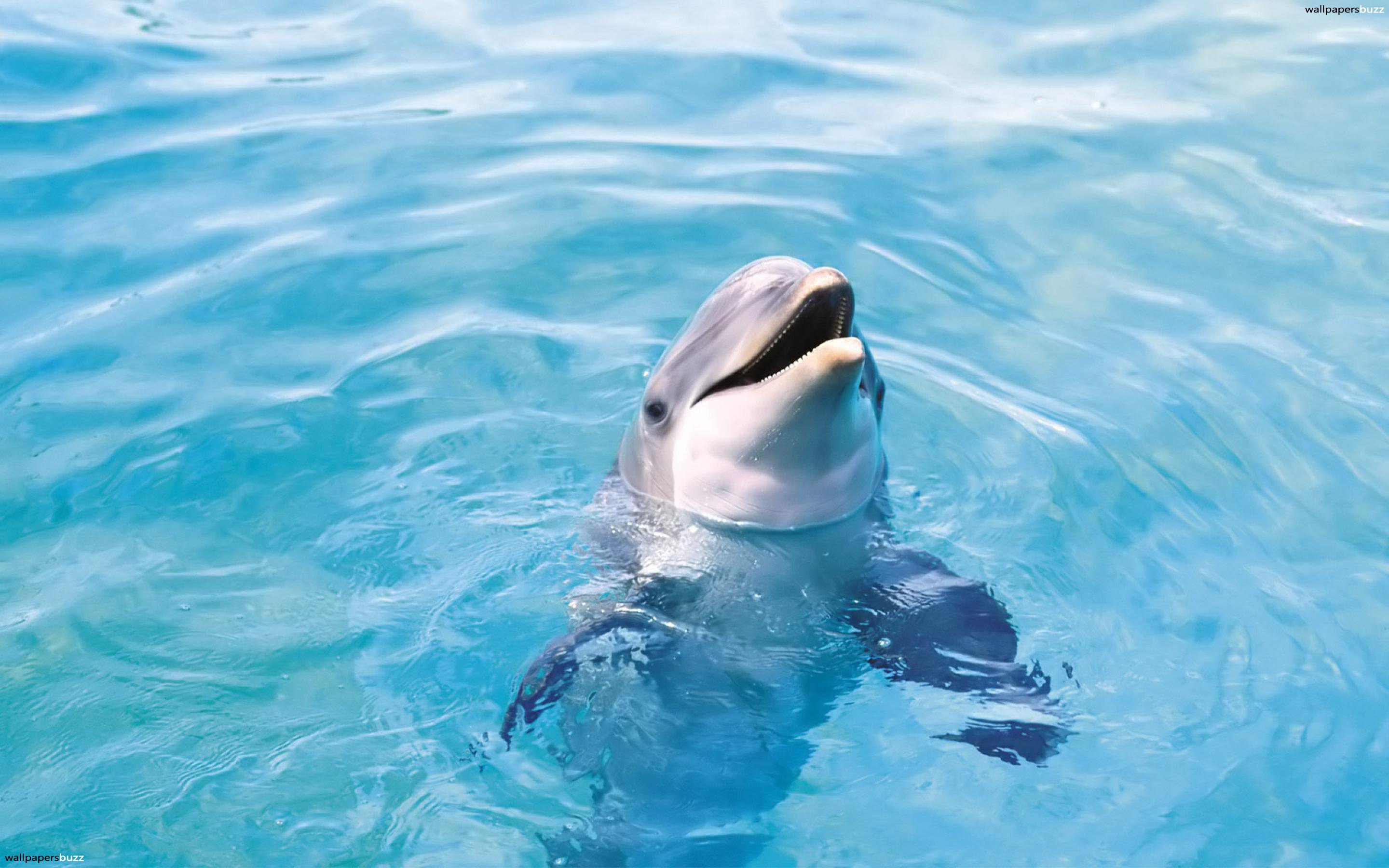 Dolphin in the water HD Wallpaper