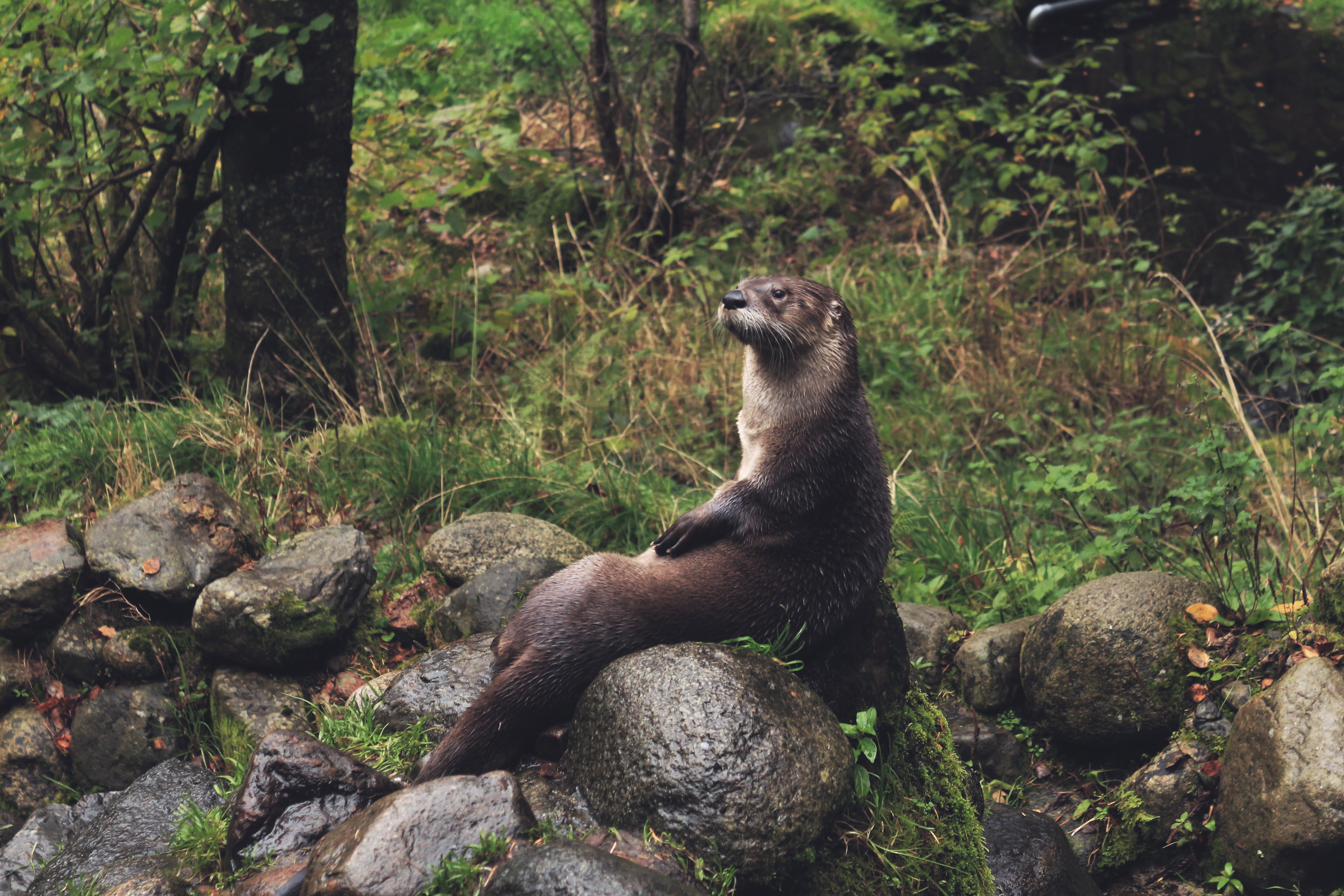 Otter in the wild - Family Lutrinae image - Free stock photo ...