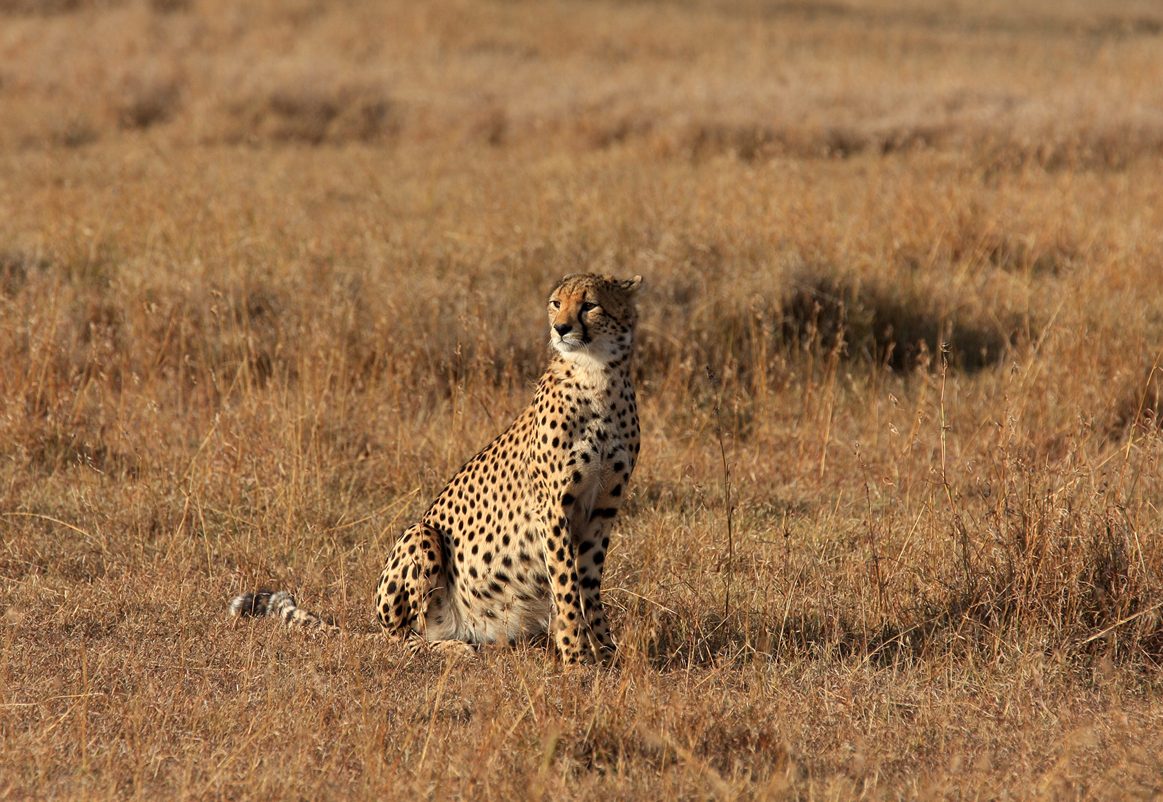 Beautiful Cheetahs In The Wild - Infinite Safari Adventures blog ...