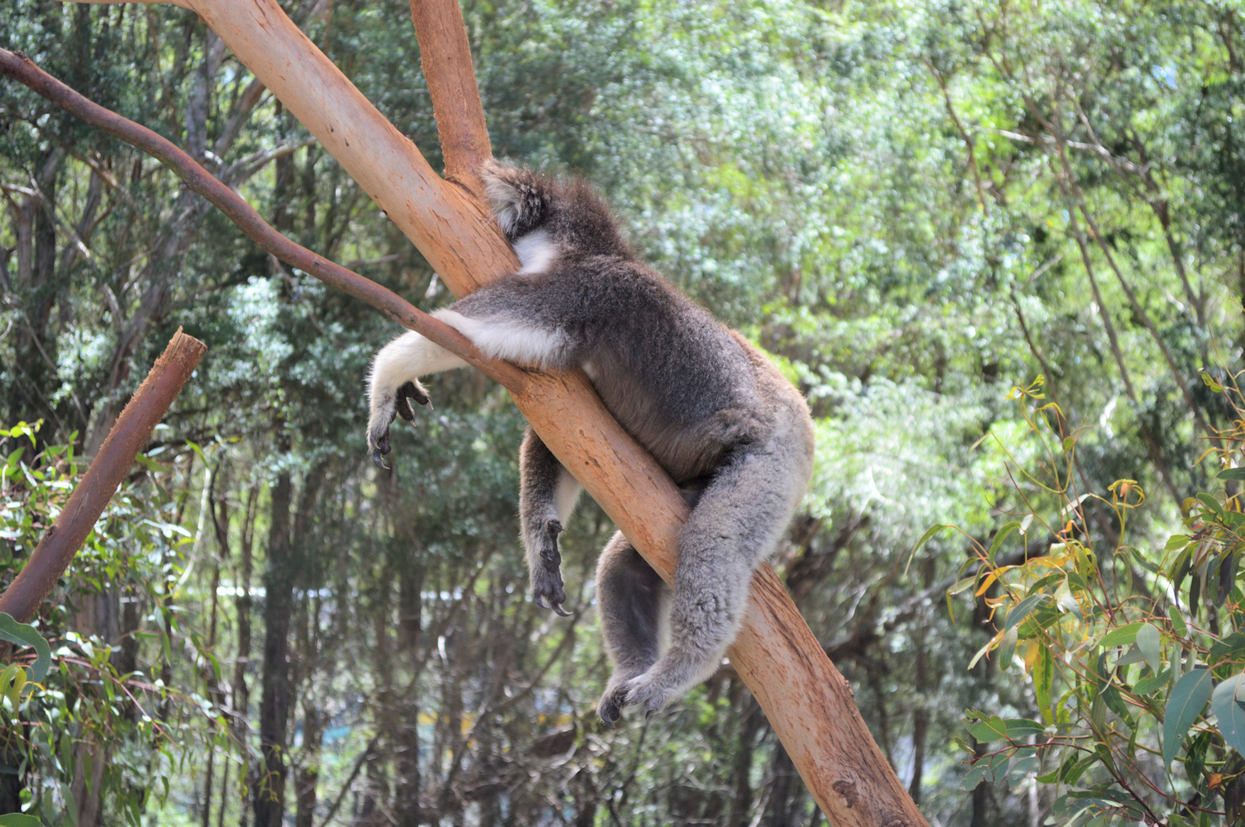 Where to see Koalas in the Wild - The Wilder Traveller