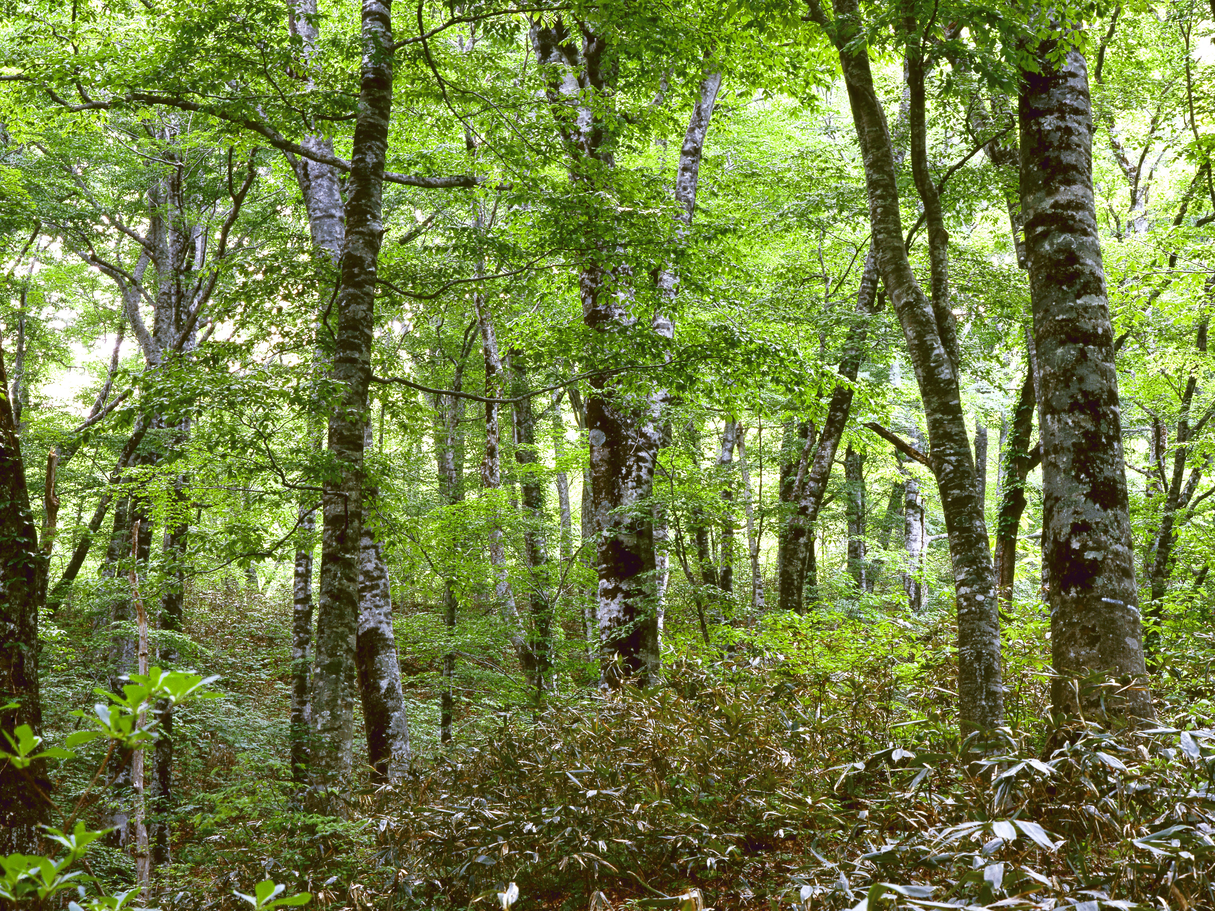 Хвойно широколиственные леса произрастают