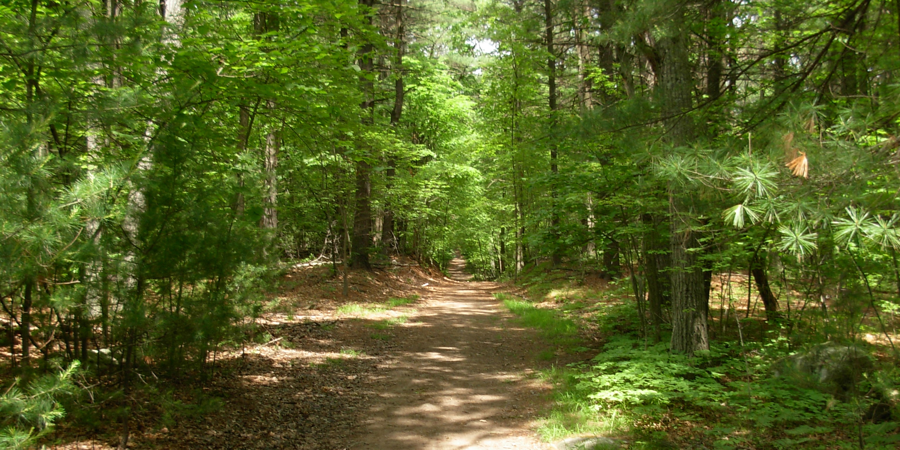 A Walk in the Woods - Cardio High Gym Newton
