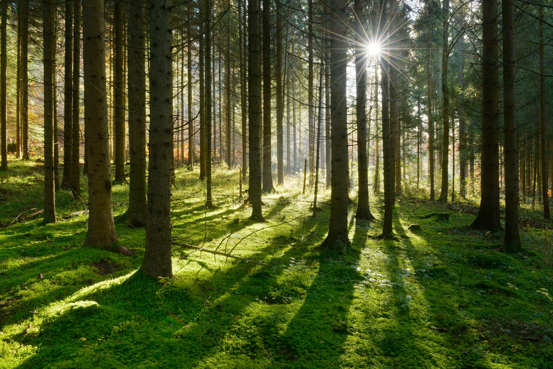 Sunbeams in the woods Wall mural | Photo wallpaper - Happywall