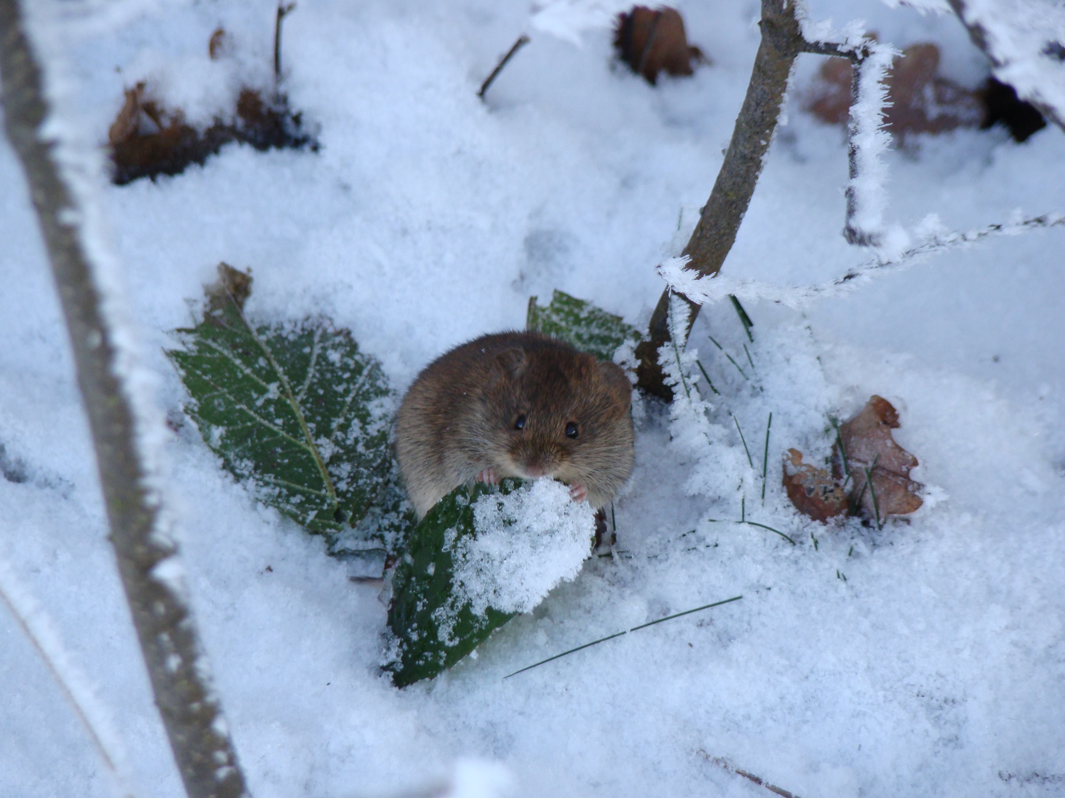 What Do Mice Do In Winter - ABC Humane Wildlife