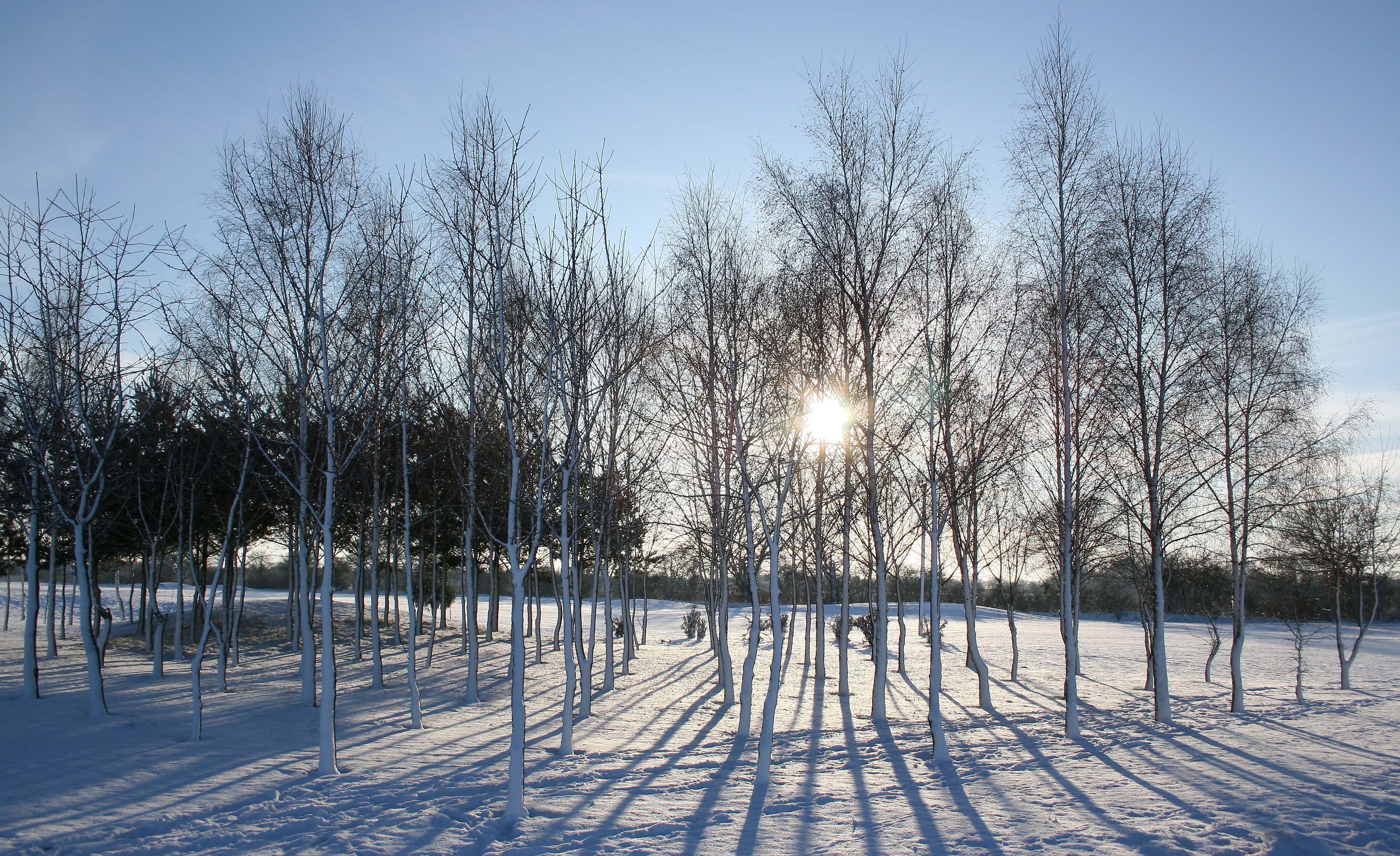 Winter and birch photo