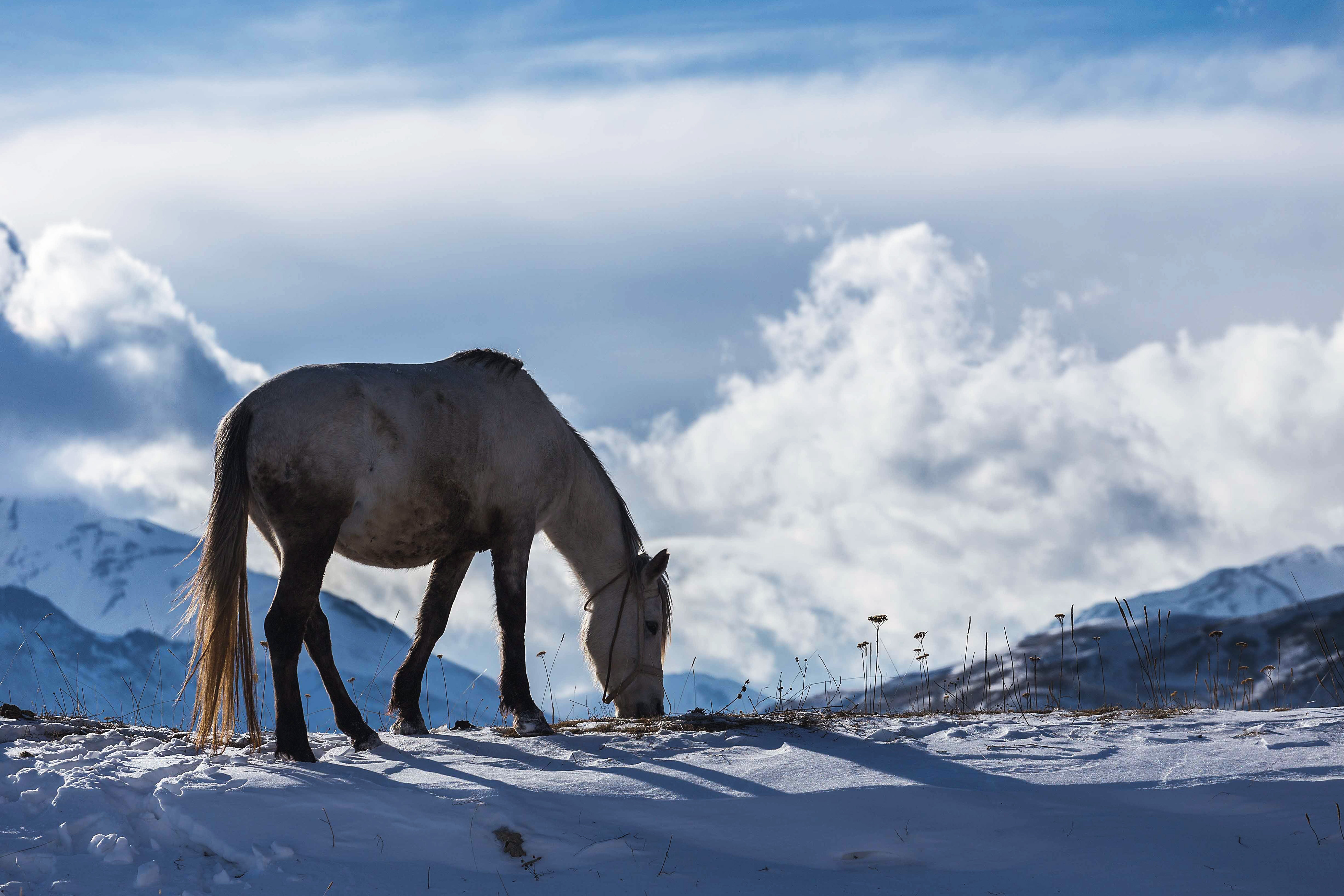 Horse in Winter Free Photo - ISO Republic