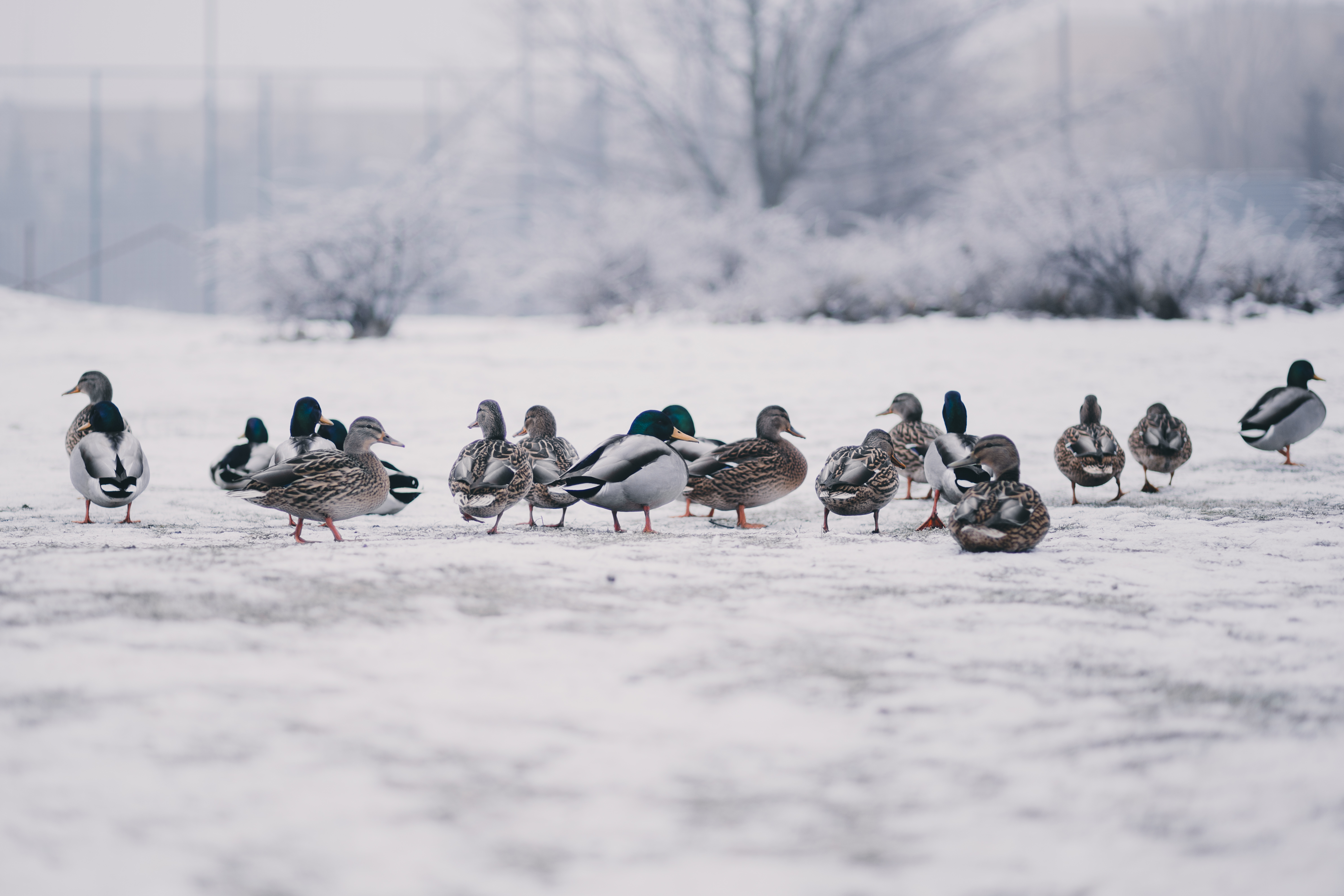 Wild ducks in winter - freestocks.org - Free stock photo