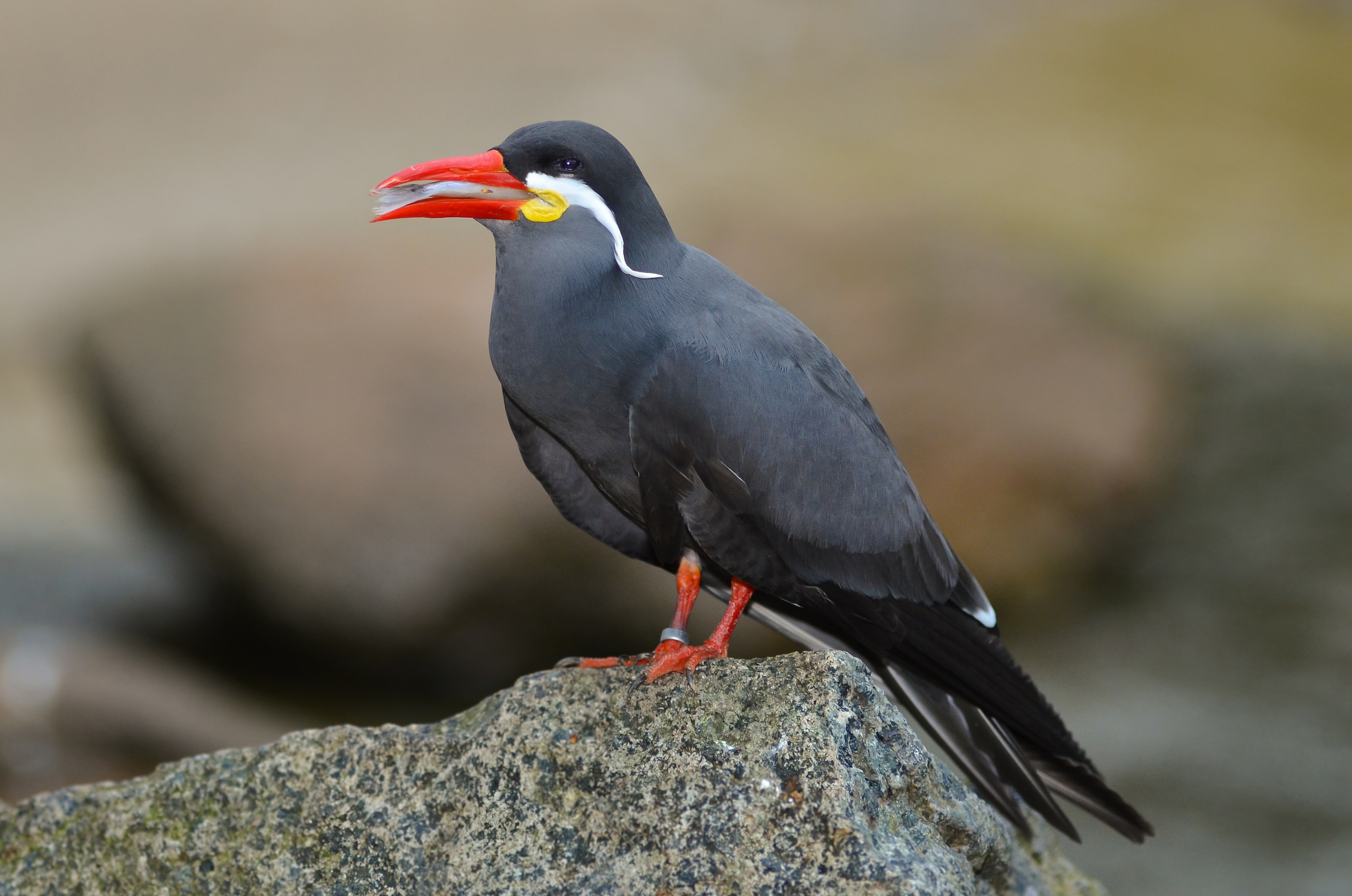 Inca tern - Wikipedia