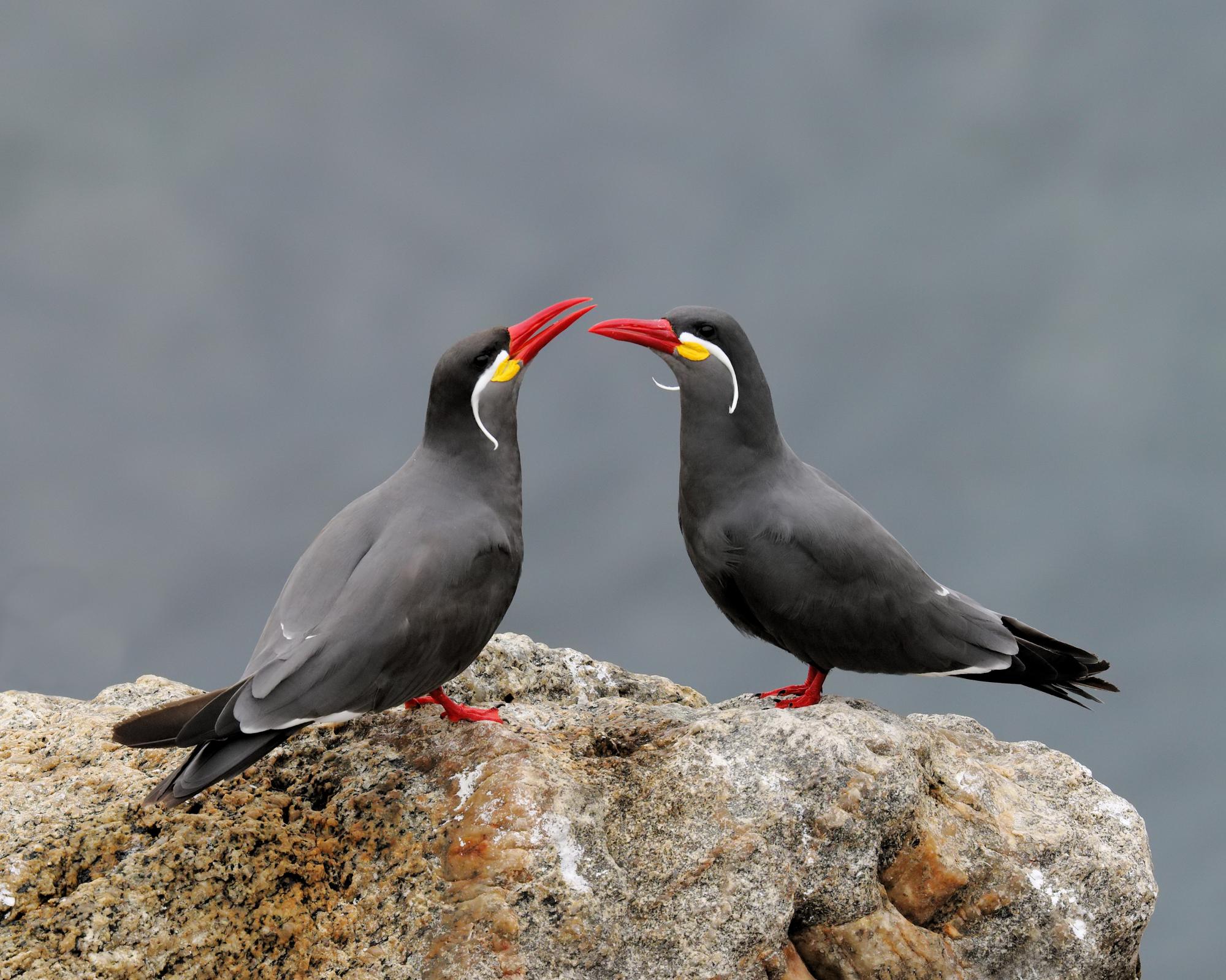 Inca Tern (Larosterna inca) Pair of Inca Terns courting | the ...