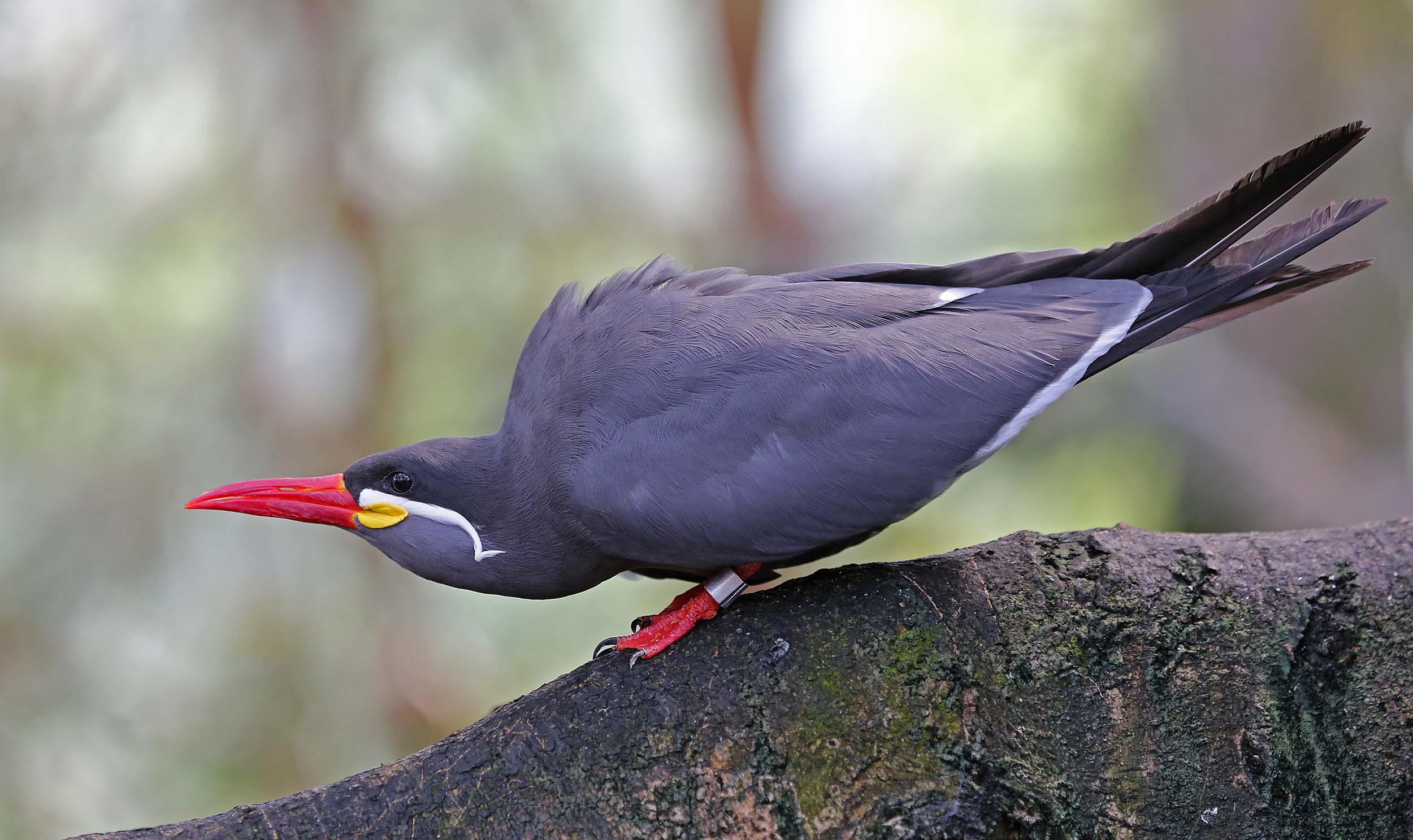 Pictures and information on Inca Tern