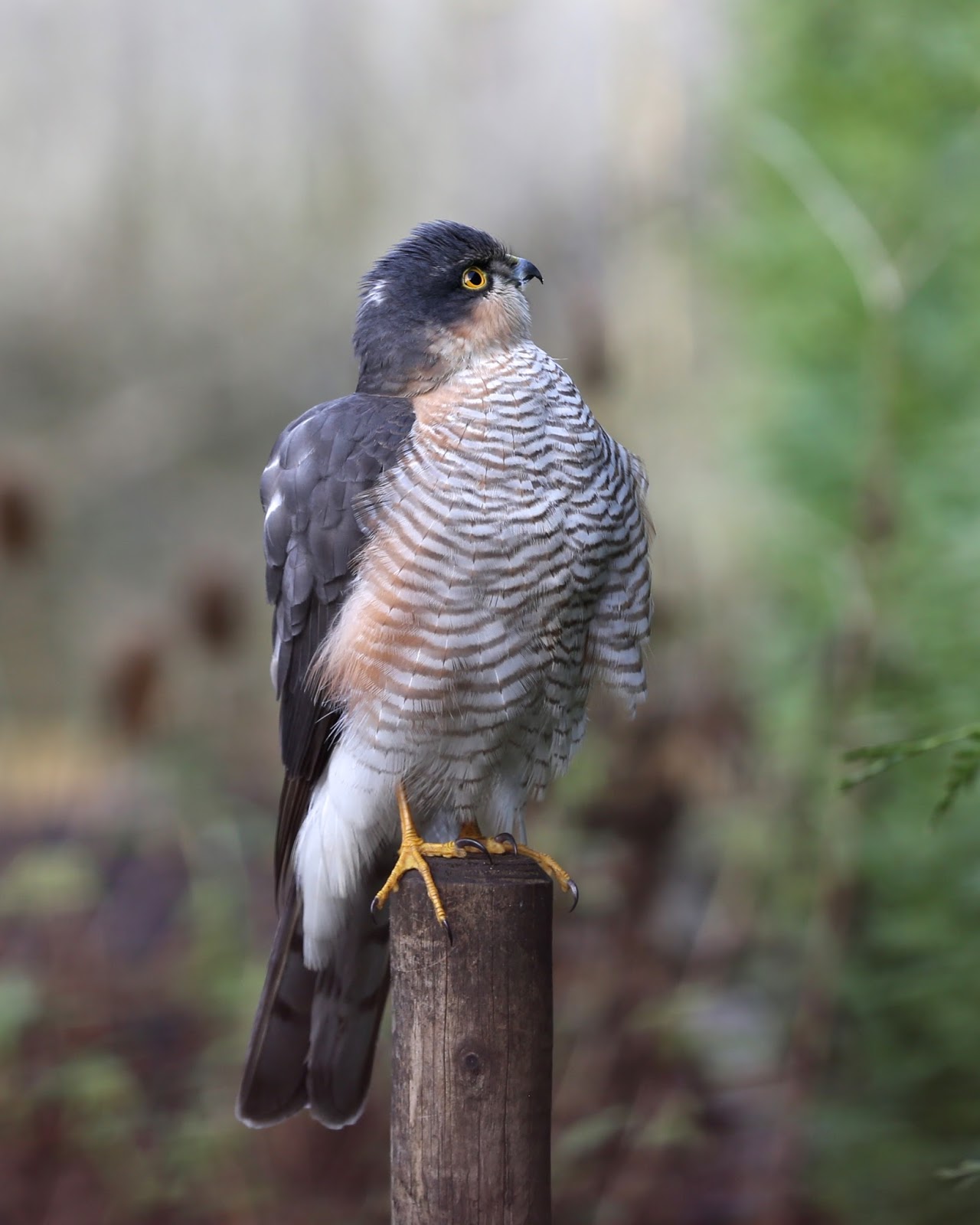 TrogTrogBlog: Bird of the week - Sparrowhawk