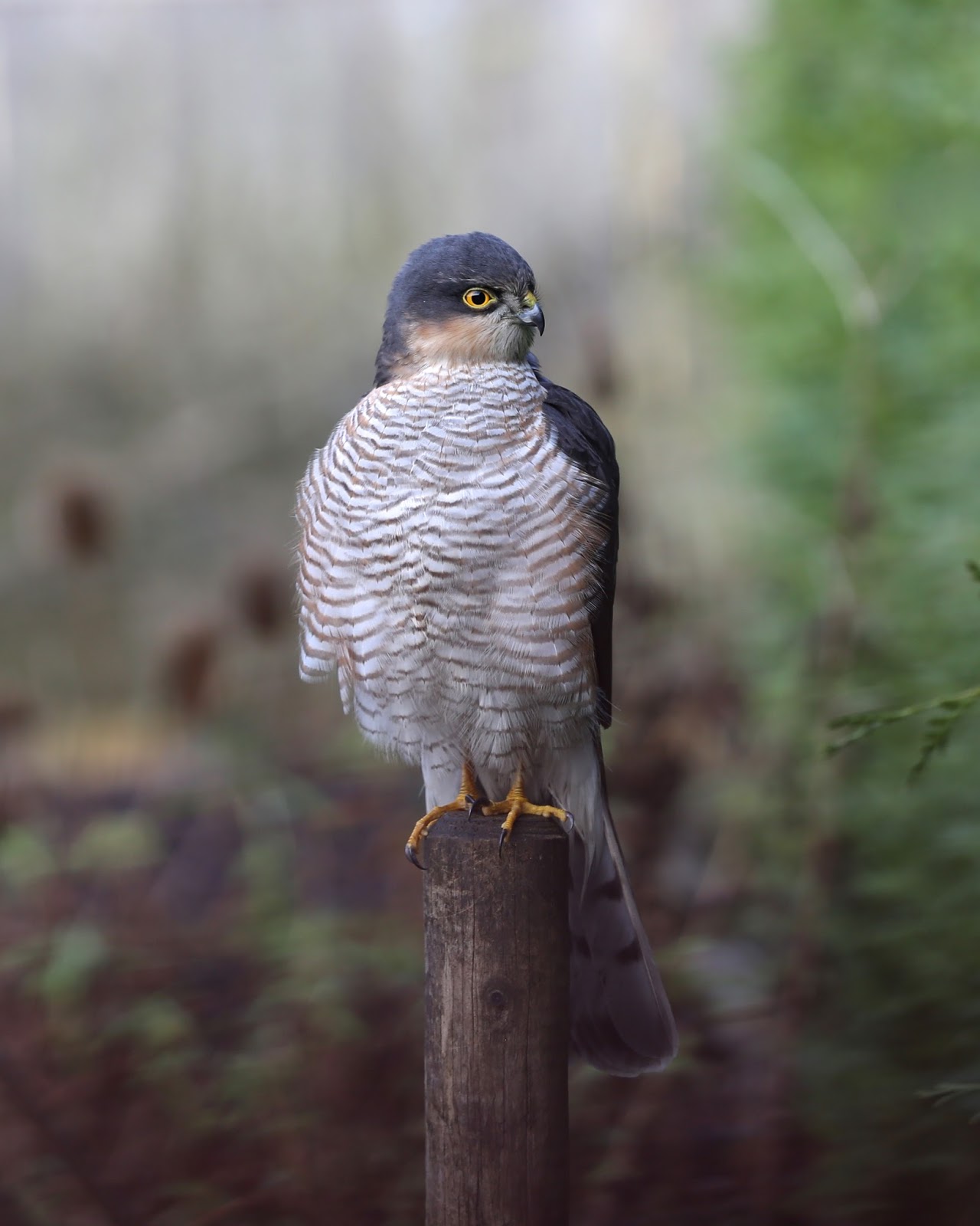 TrogTrogBlog: Bird of the week - Sparrowhawk
