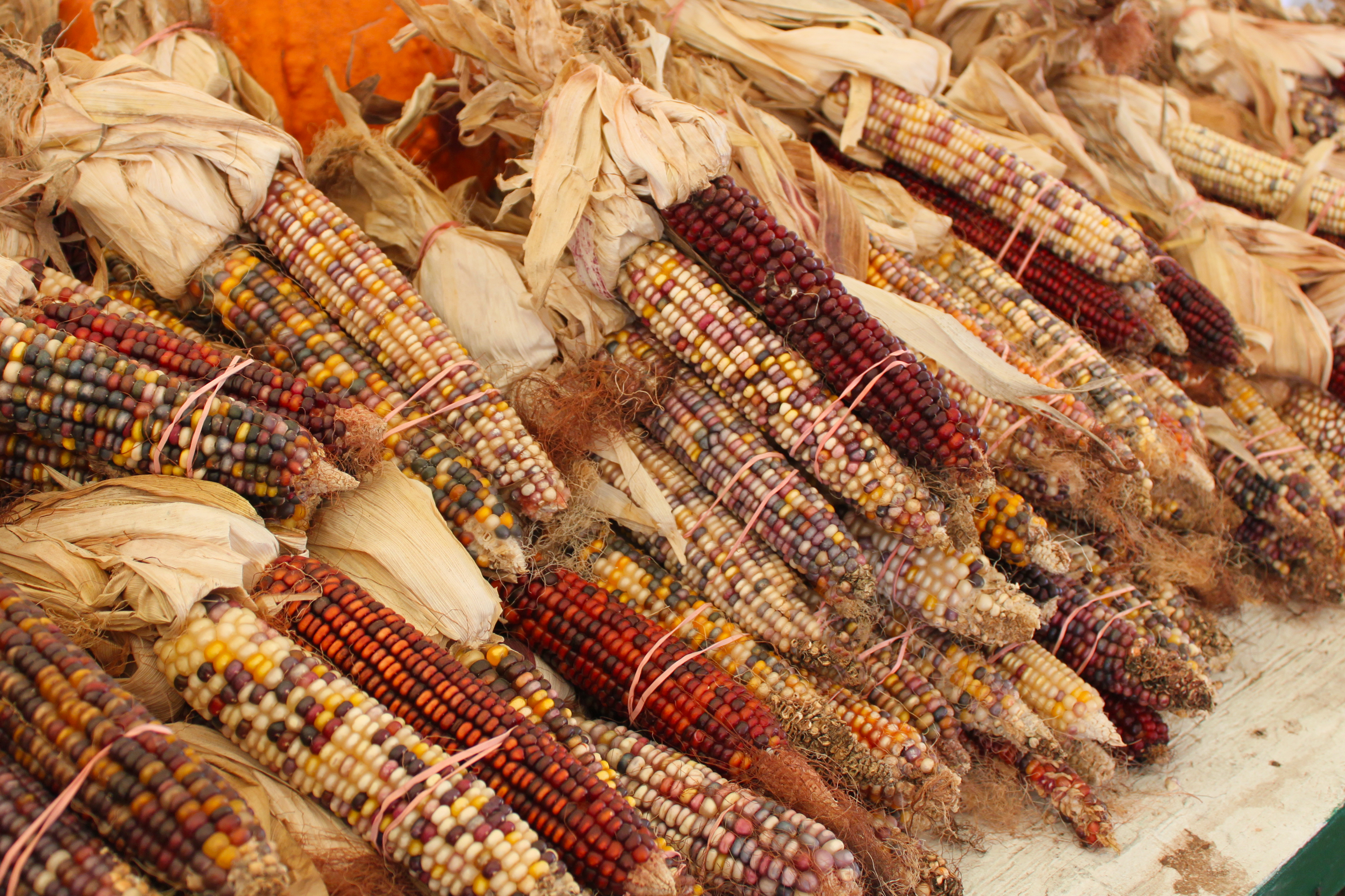 Indian corn photo