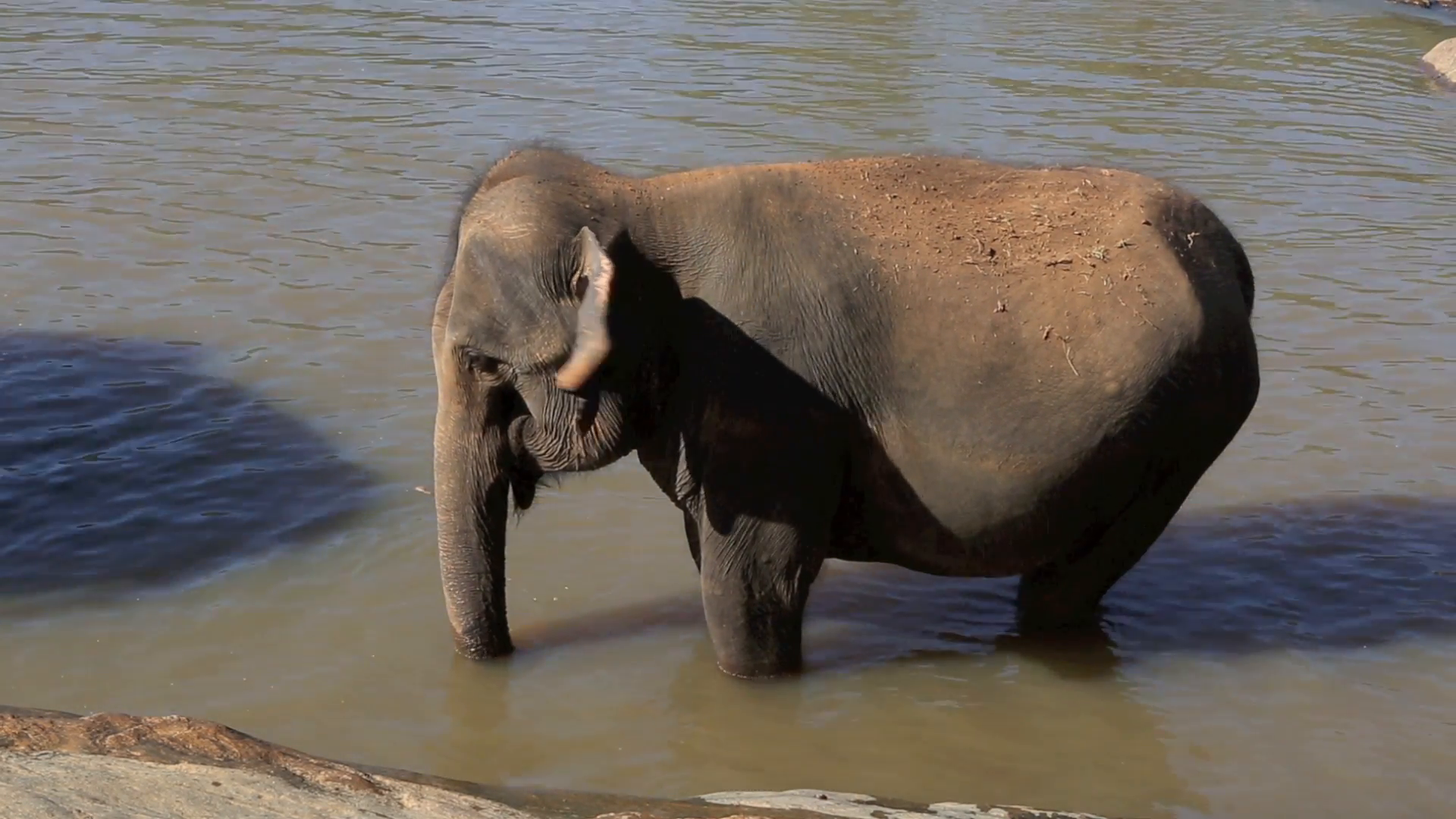 Elephant standing in river at Pinnawala elephant orphanage Stock ...