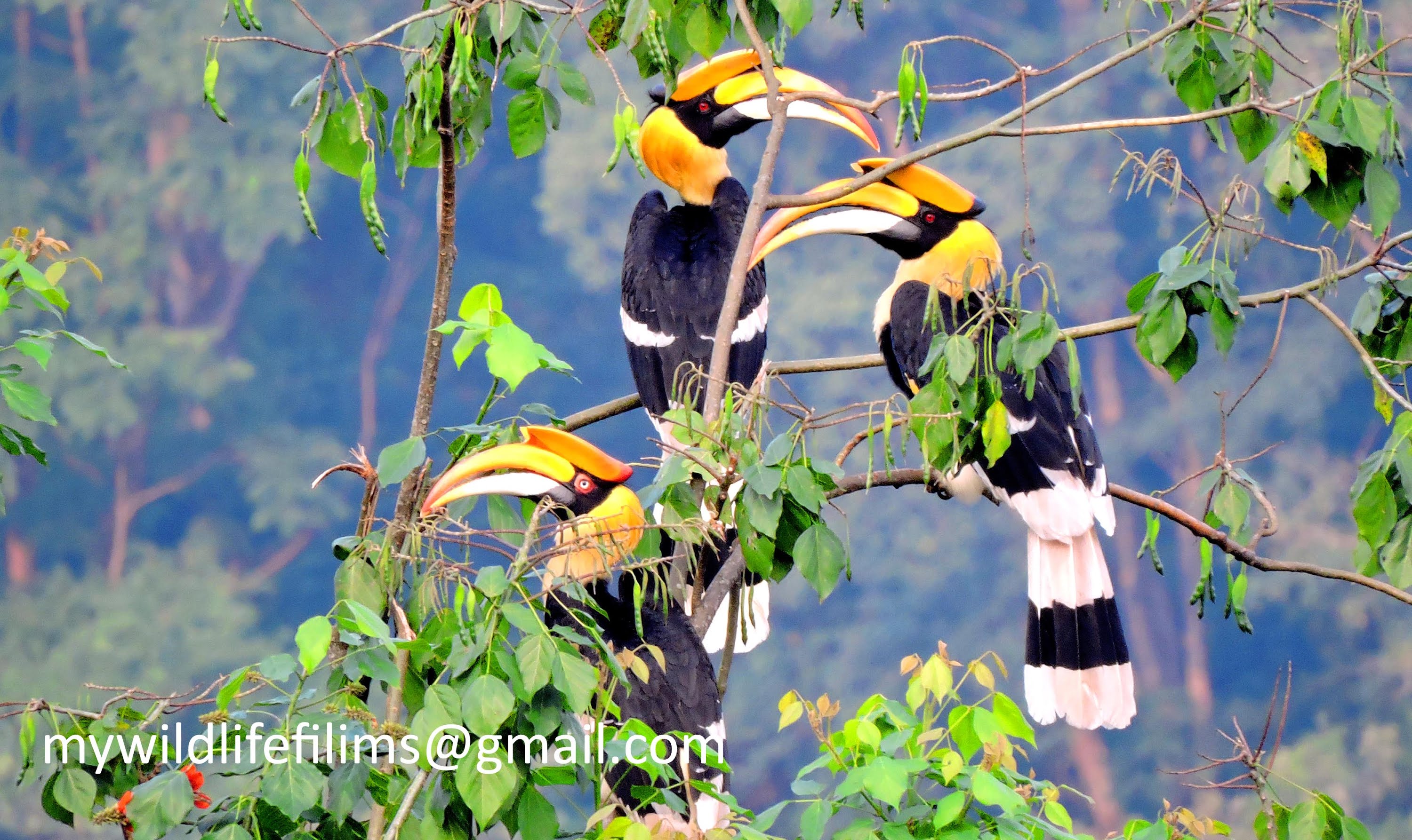 Great Indian Hornbill at Western Ghats - YouTube