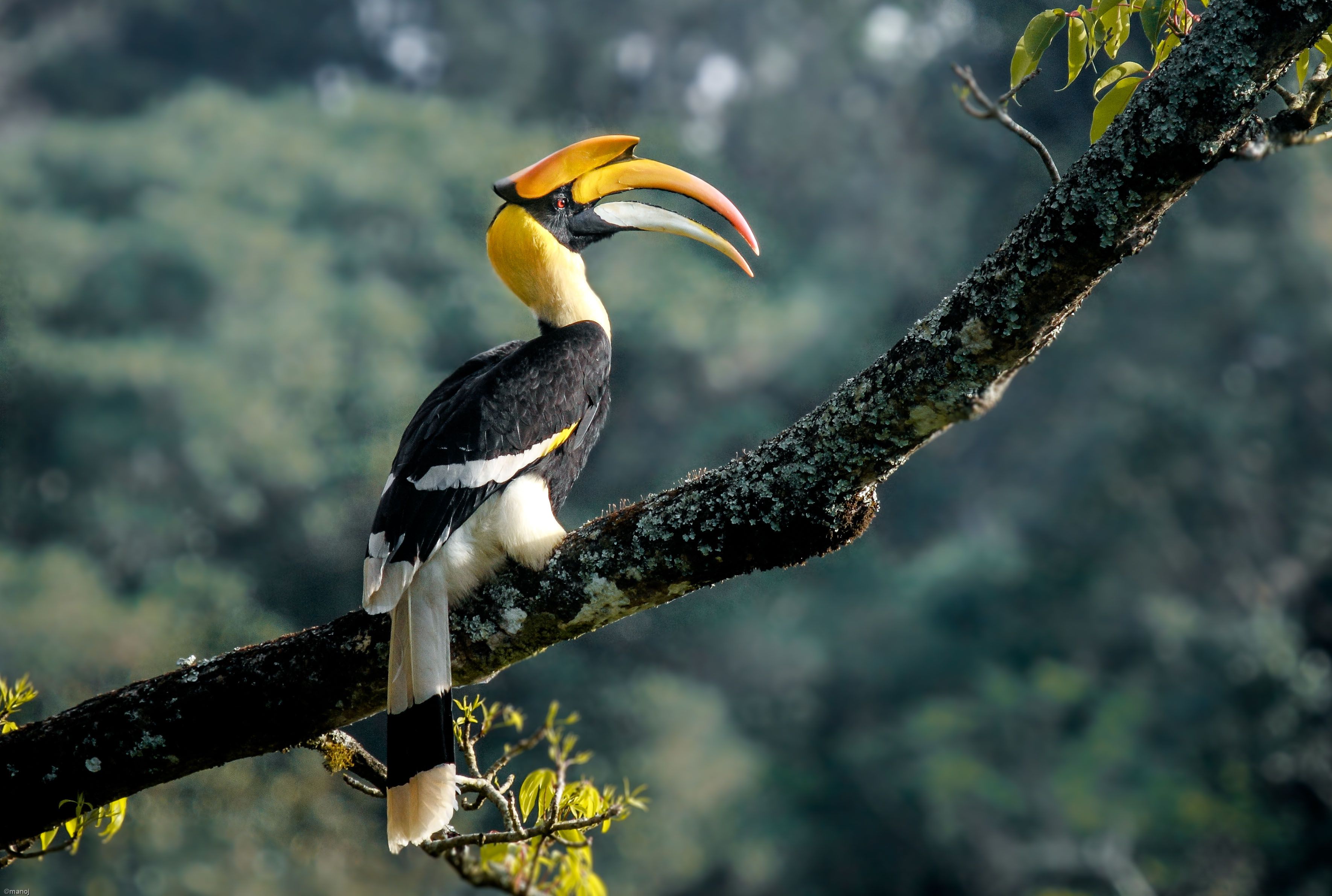 Introduction to Birds - 1 Great Indian Hornbill — Steemit