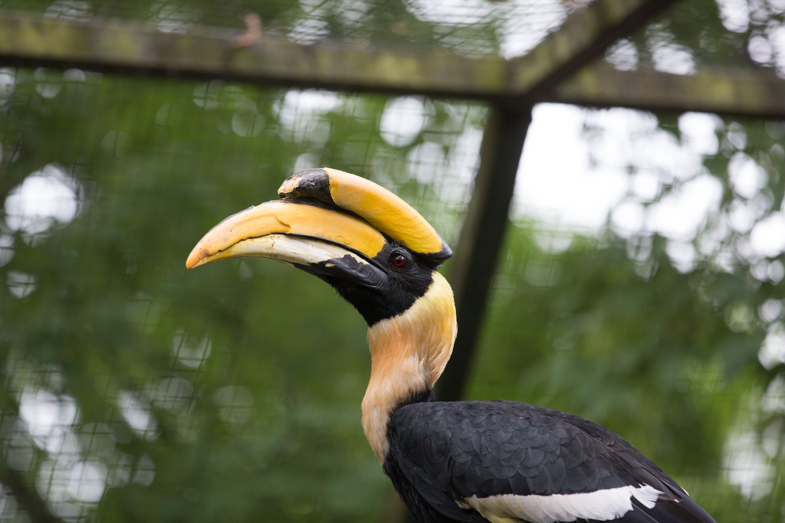 Seeta and Radja – Great Indian Hornbills