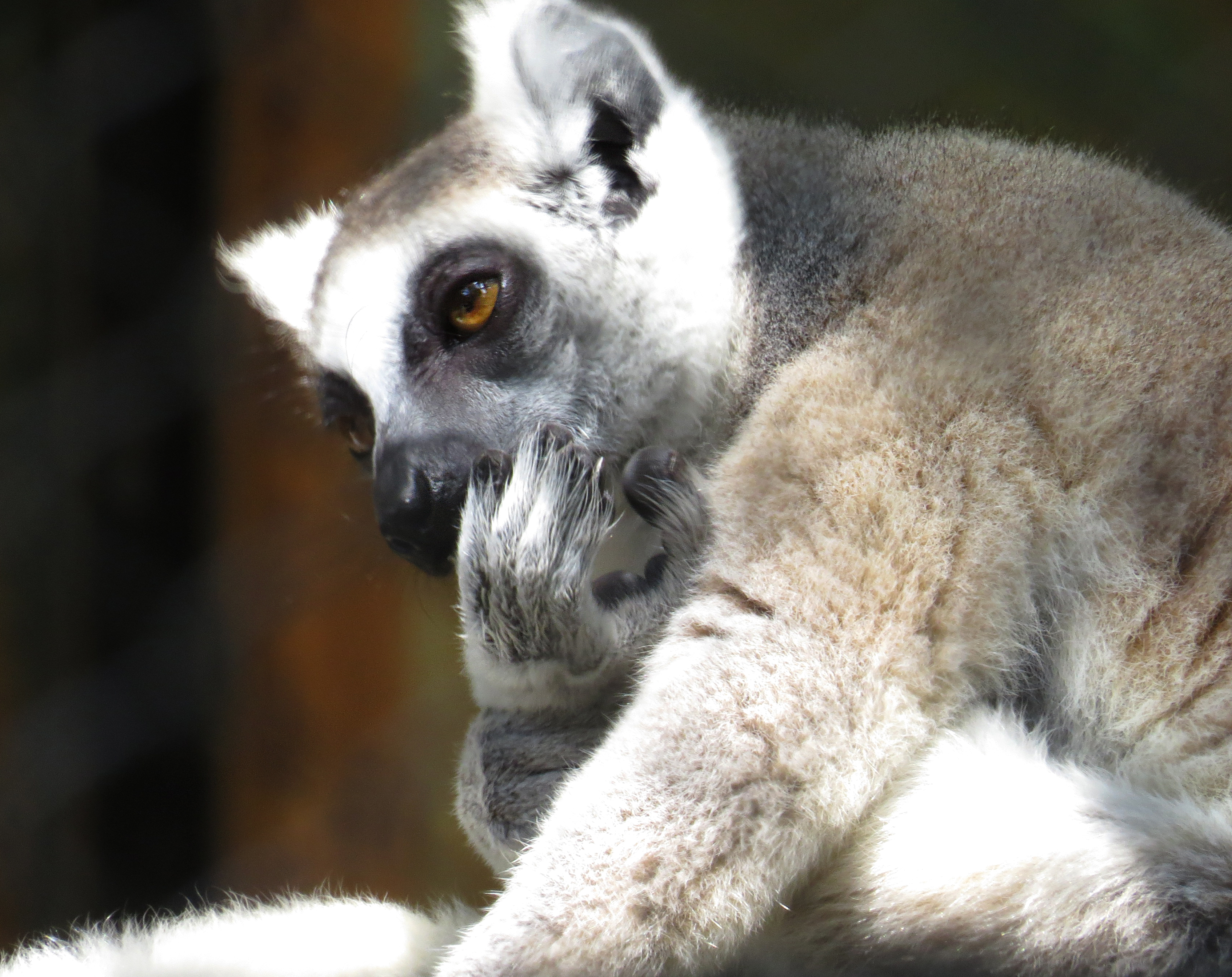 Indian lemur photo