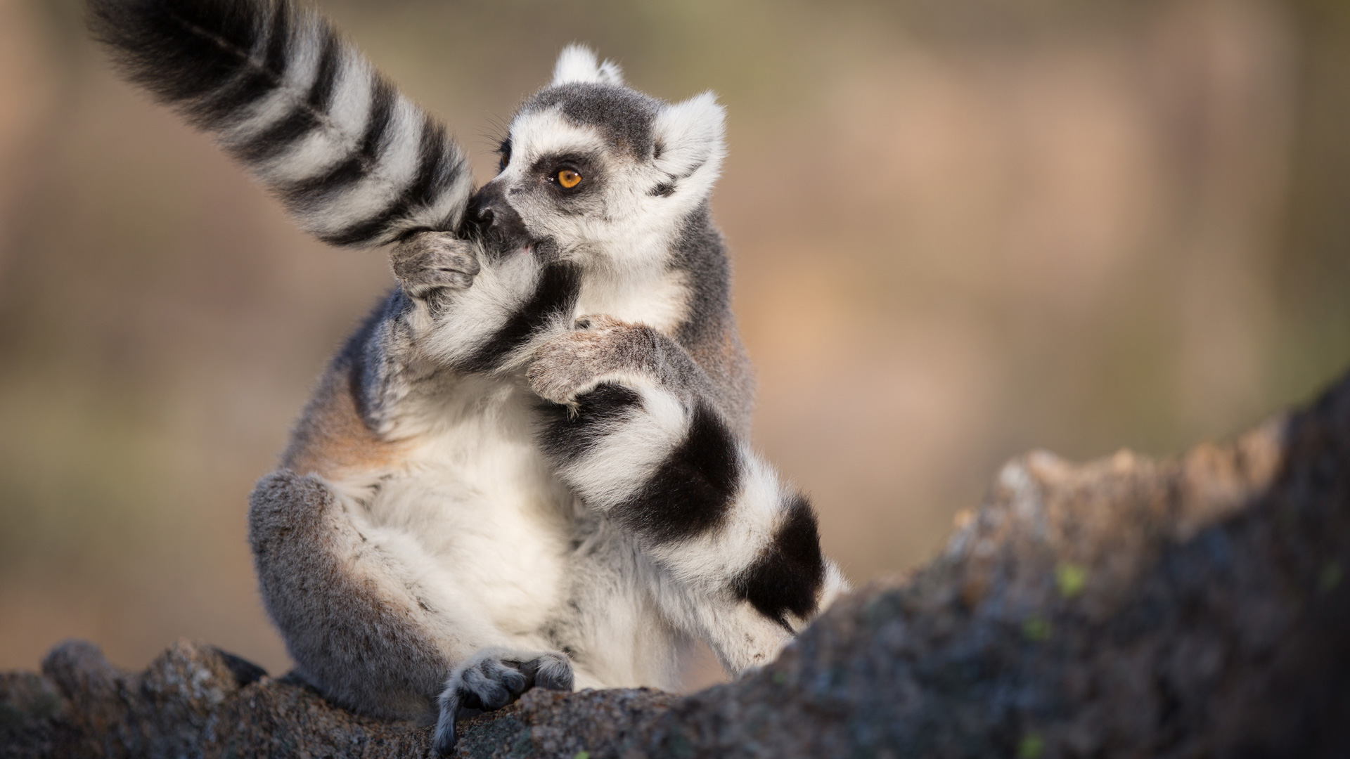 Indian lemur photo