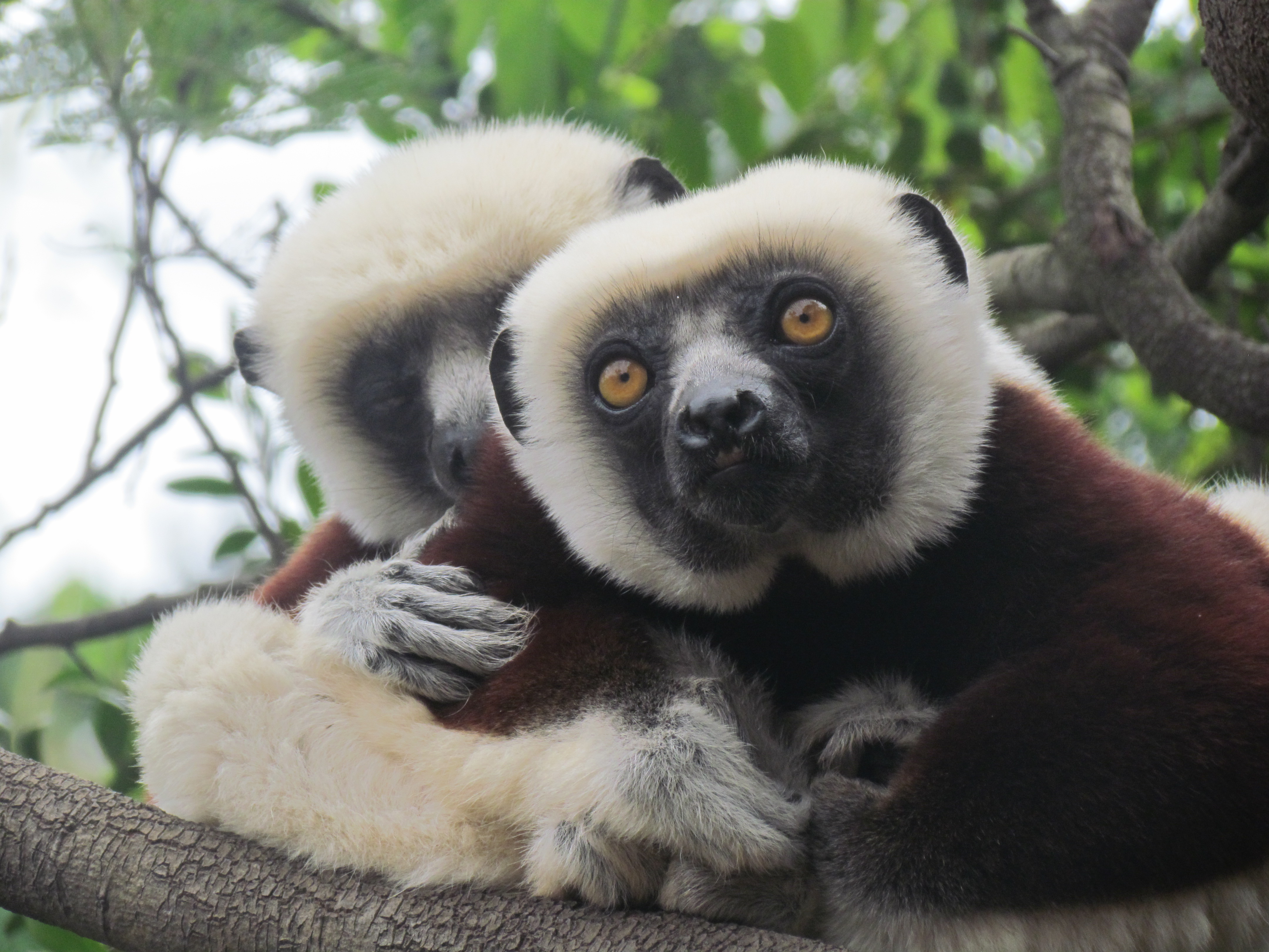 lemurs | To Madagascar and India