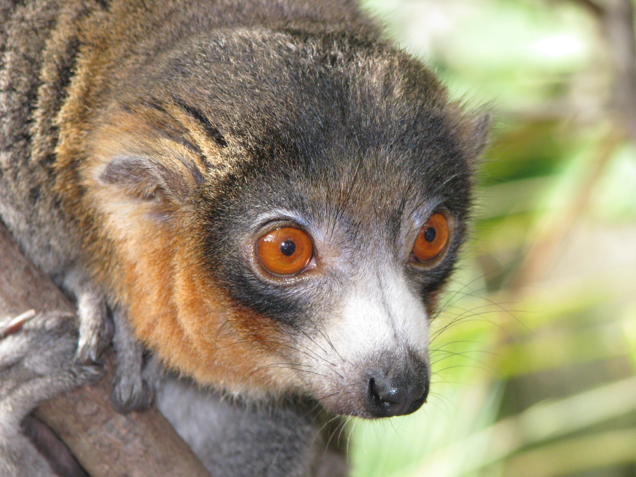 Lemur - Wikipedia