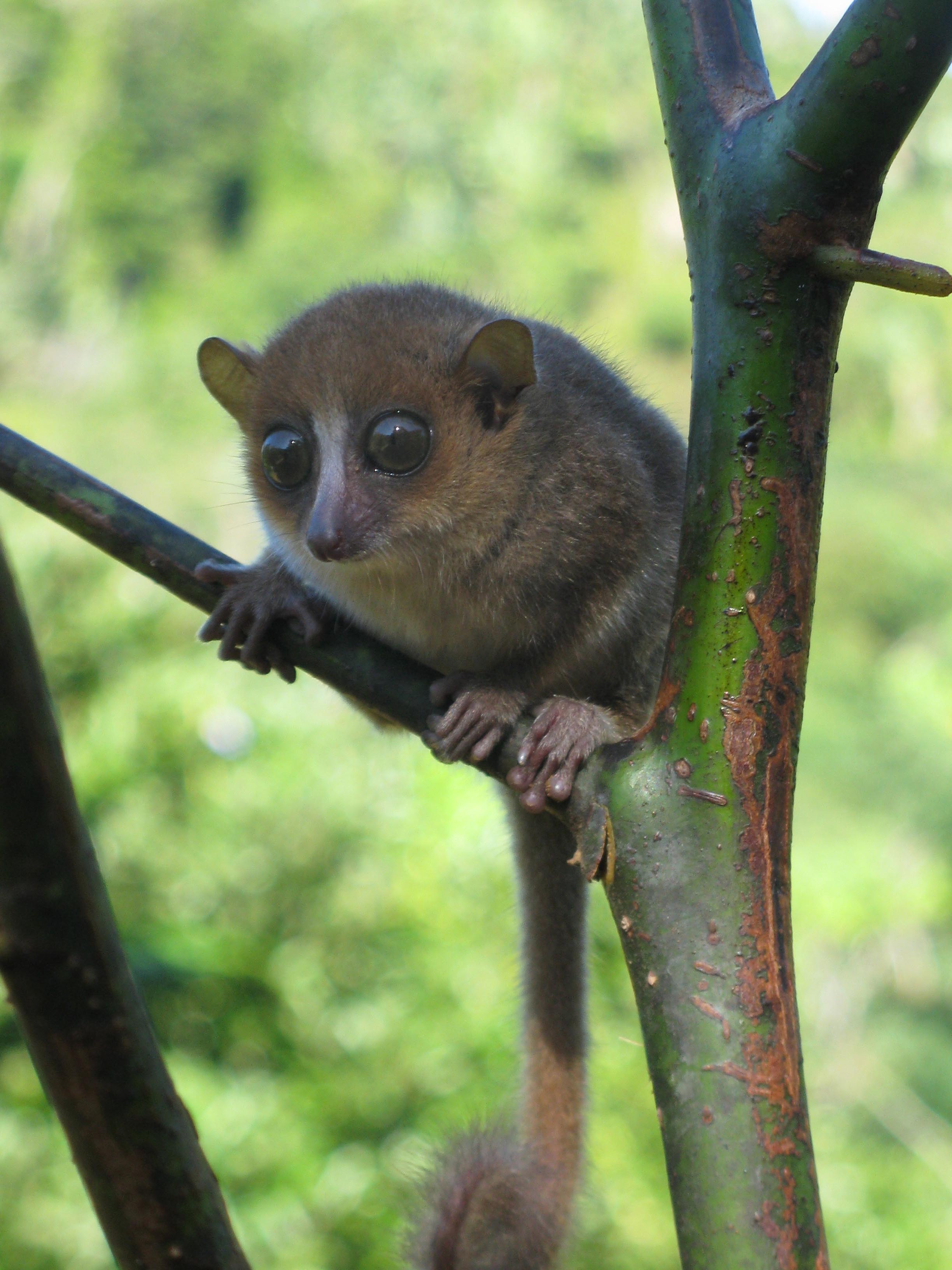 Gerp's mouse lemur - Wikipedia