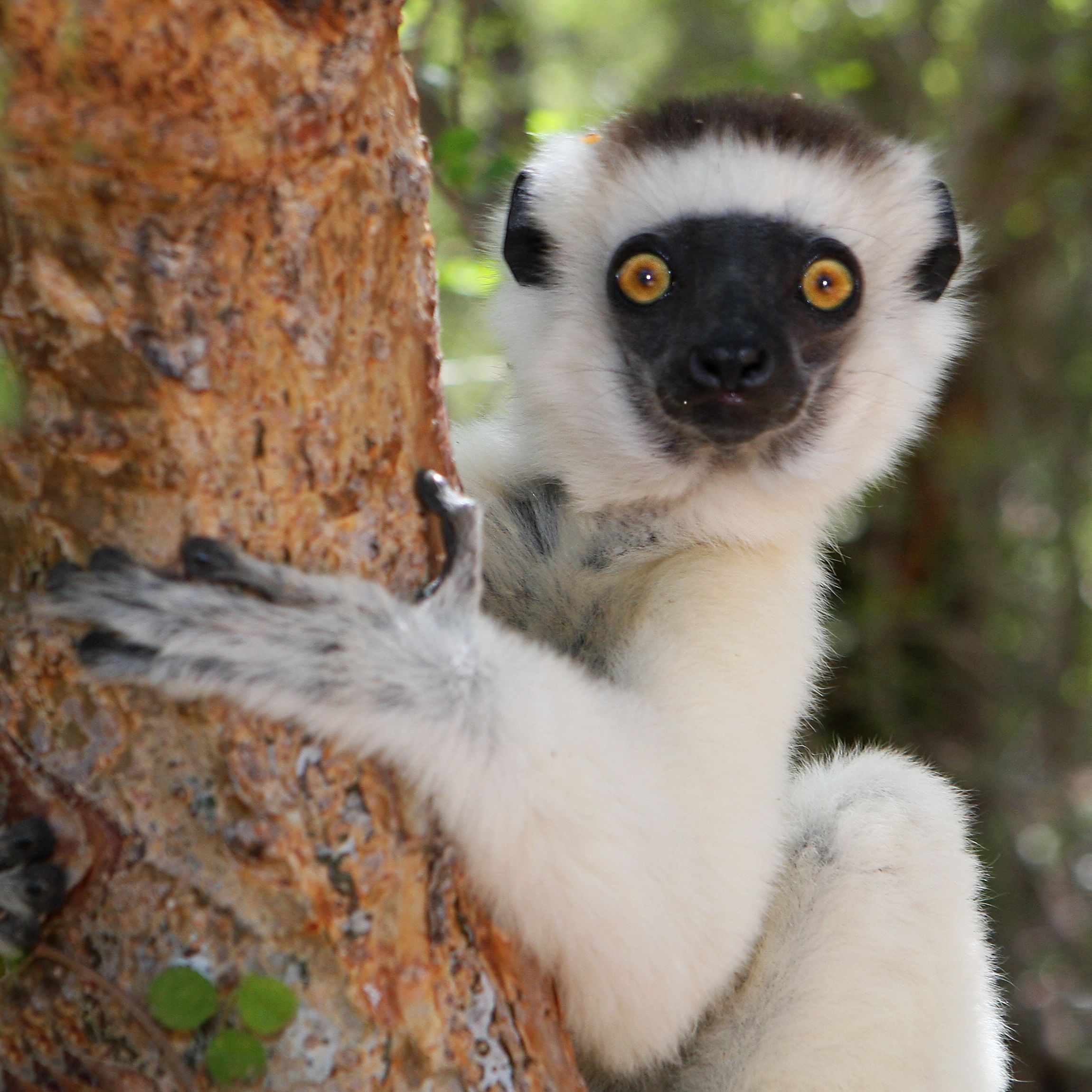 Sifaka is a member of the lemur family & found only on the island of ...