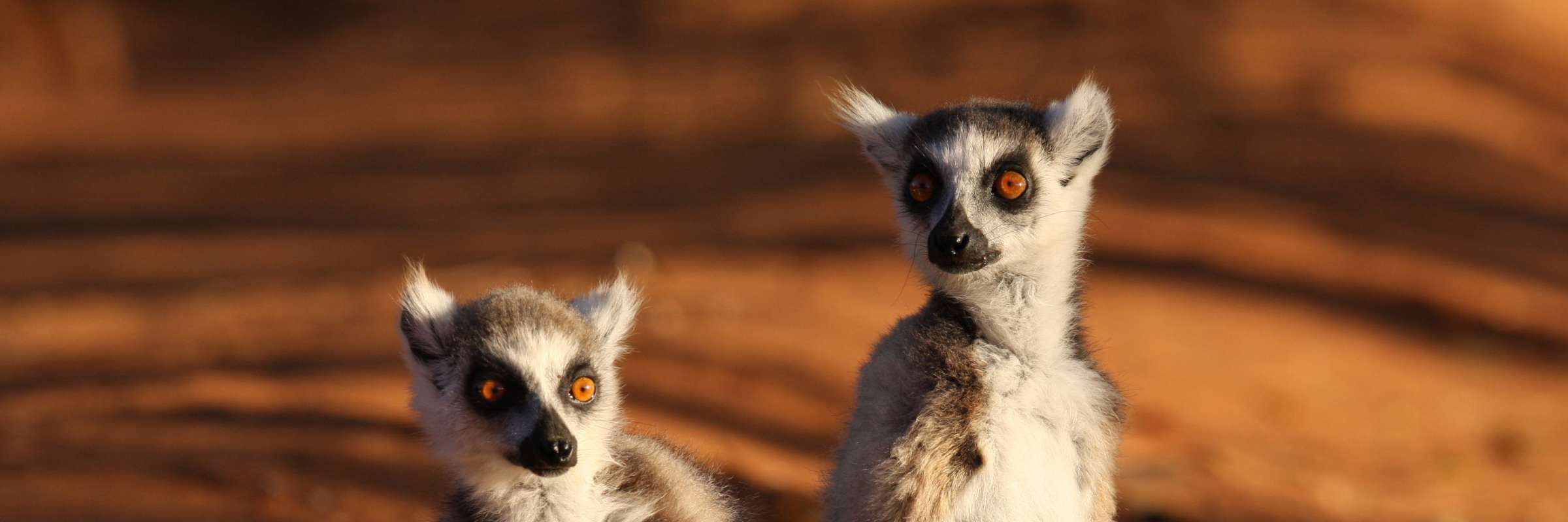 Madagascar - the Galapagos of the Indian Ocean | Zegrahm Expeditions